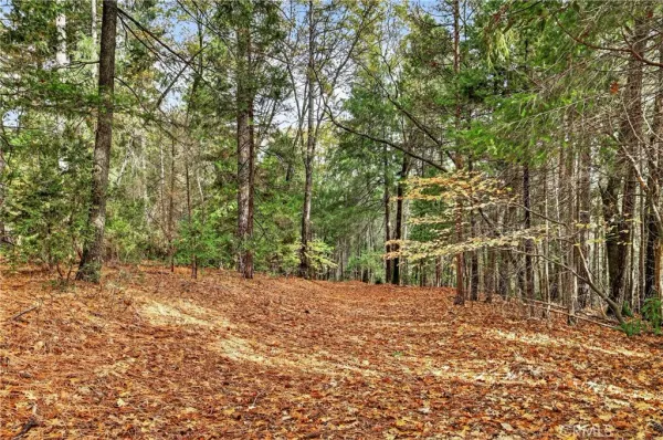 a view of backyard with tree