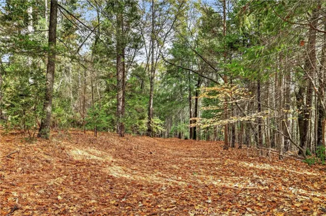 a view of backyard with tree
