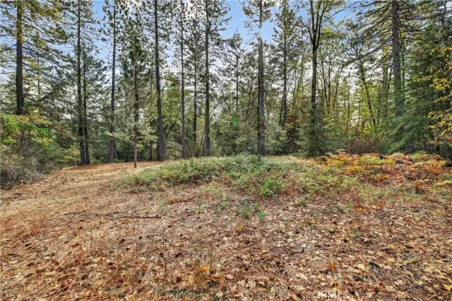a view of a yard with trees in the background