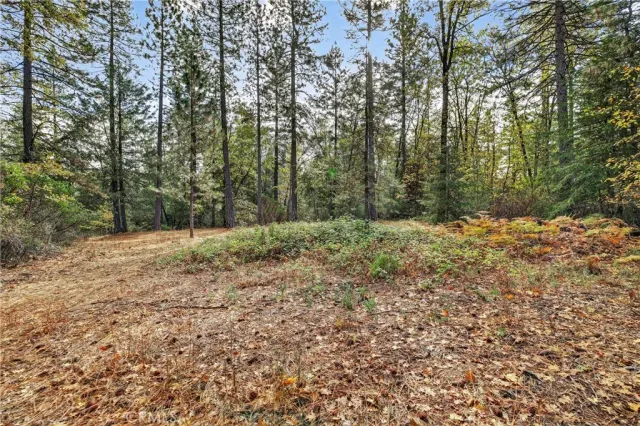a view of a yard with trees in the background
