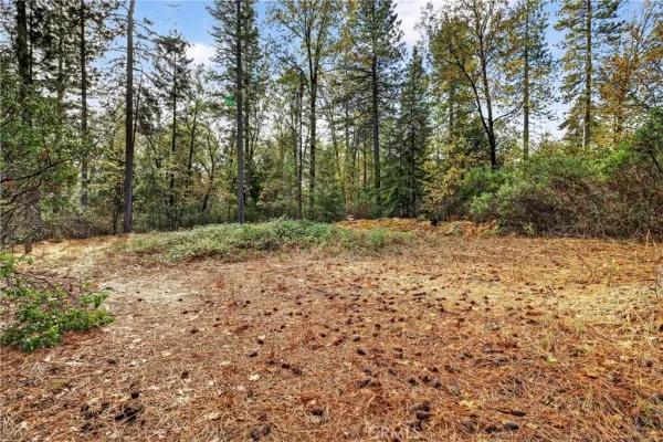 a view of a yard with trees