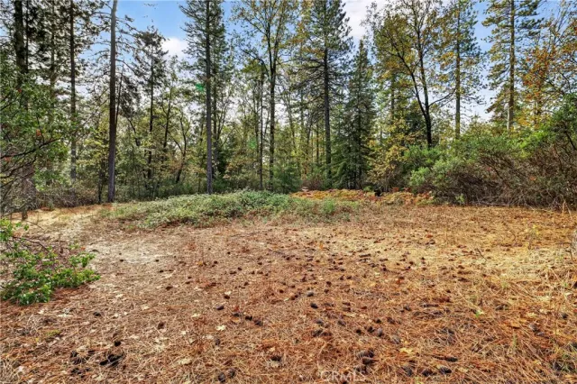 a view of a yard with trees