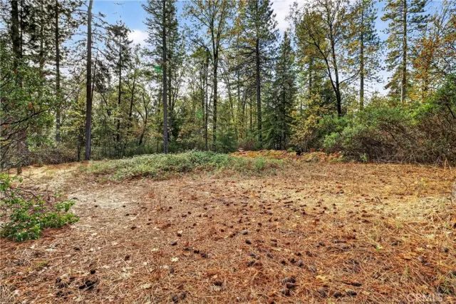 a view of a yard with trees