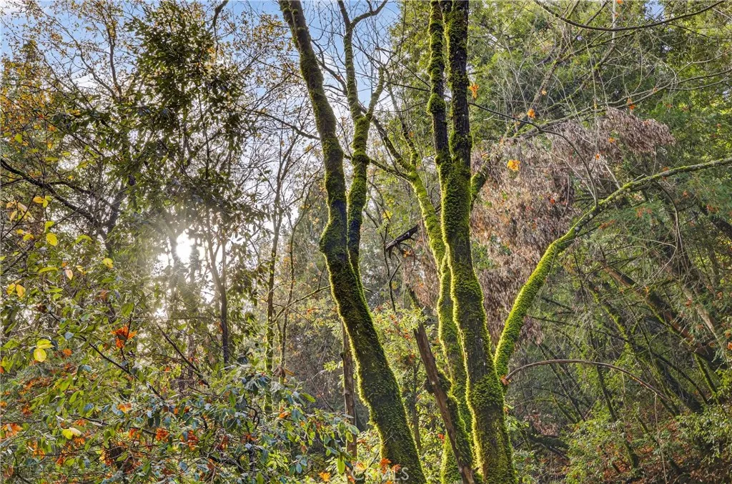 0 Burgundy Lane Forest Ranch, CA 95942 - Photo 10 of 29 a view of forest