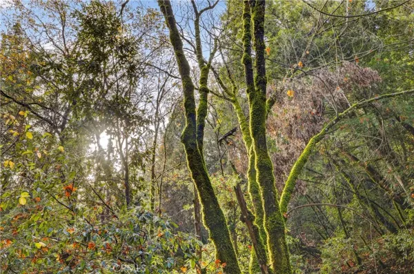 a view of a tree