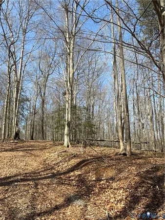 a view of a yard with large tree