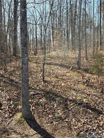 a view of a field with plants and trees