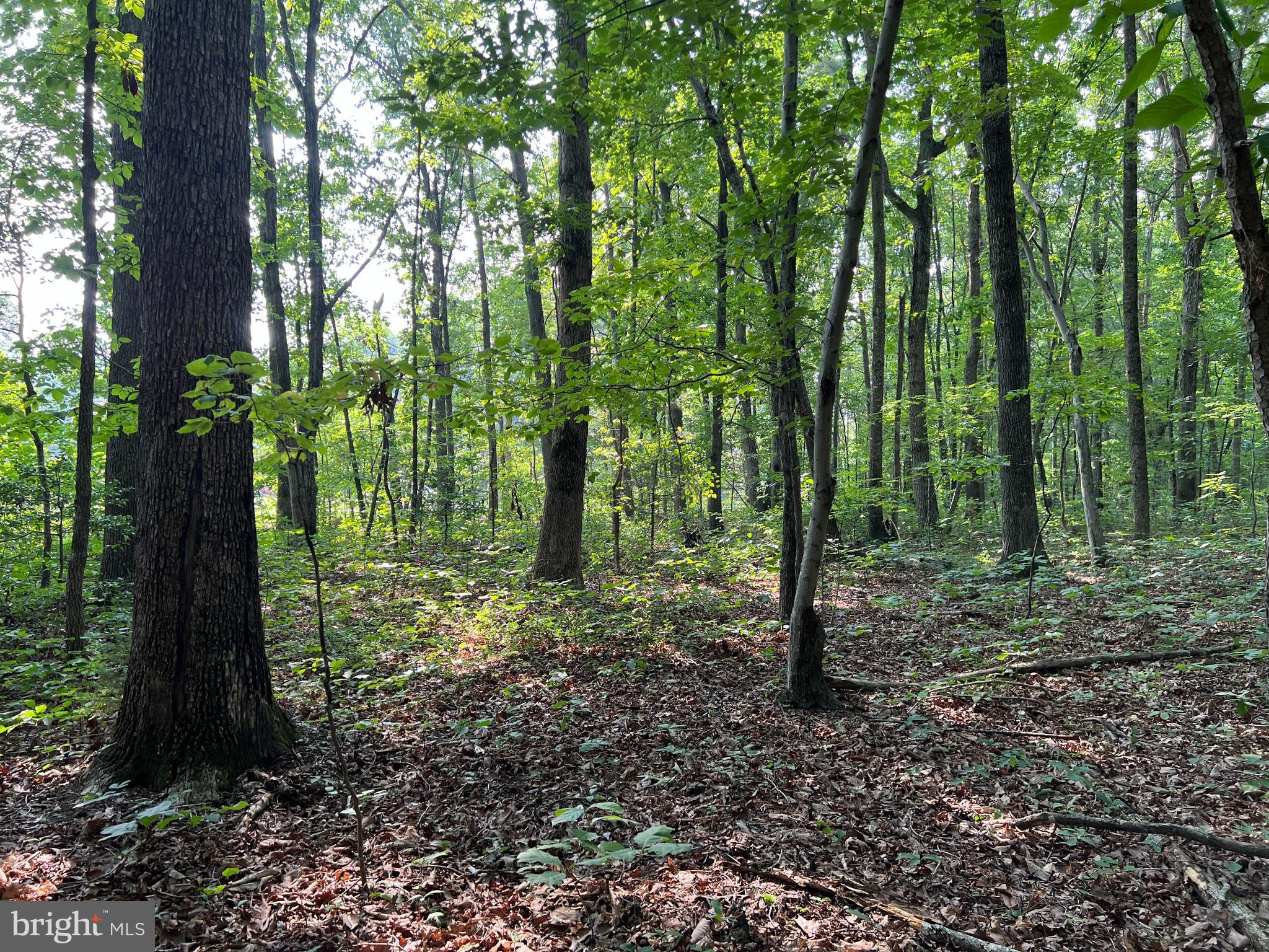 Tbd Mine Run Road Rhoadesville, VA 22542 - Photo 16 of 32 a view of outdoor space and trees