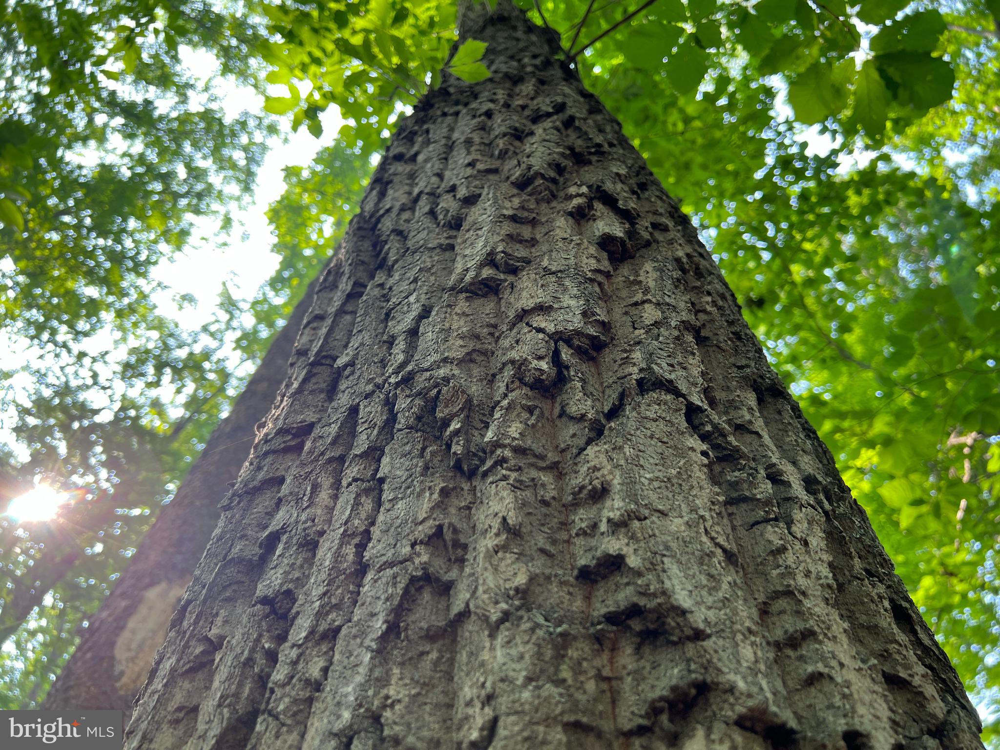 Tbd Mine Run Road Rhoadesville, VA 22542 - Photo 17 of 32 a view of a plant