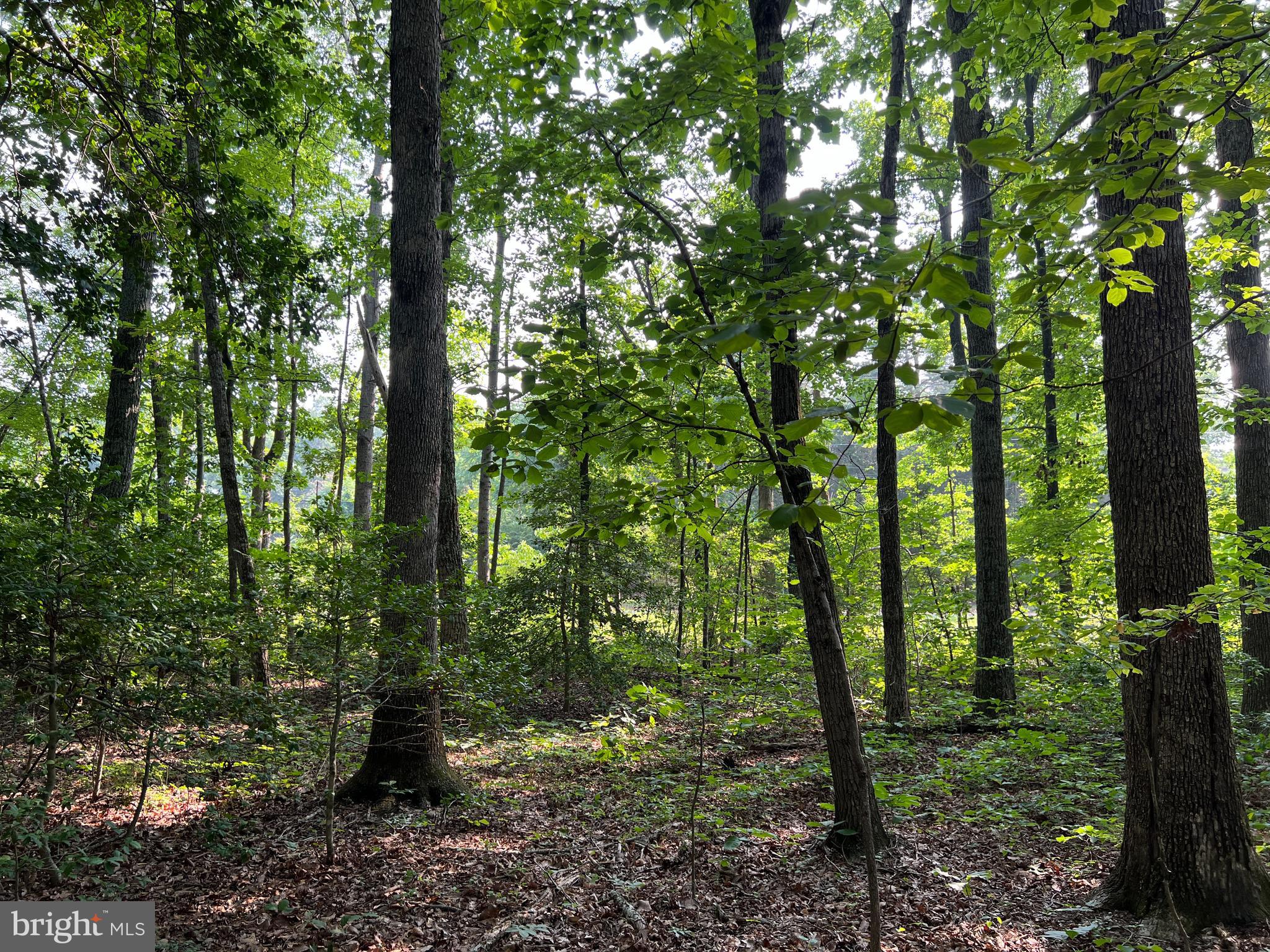Tbd Mine Run Road Rhoadesville, VA 22542 - Photo 18 of 32 a view of forest