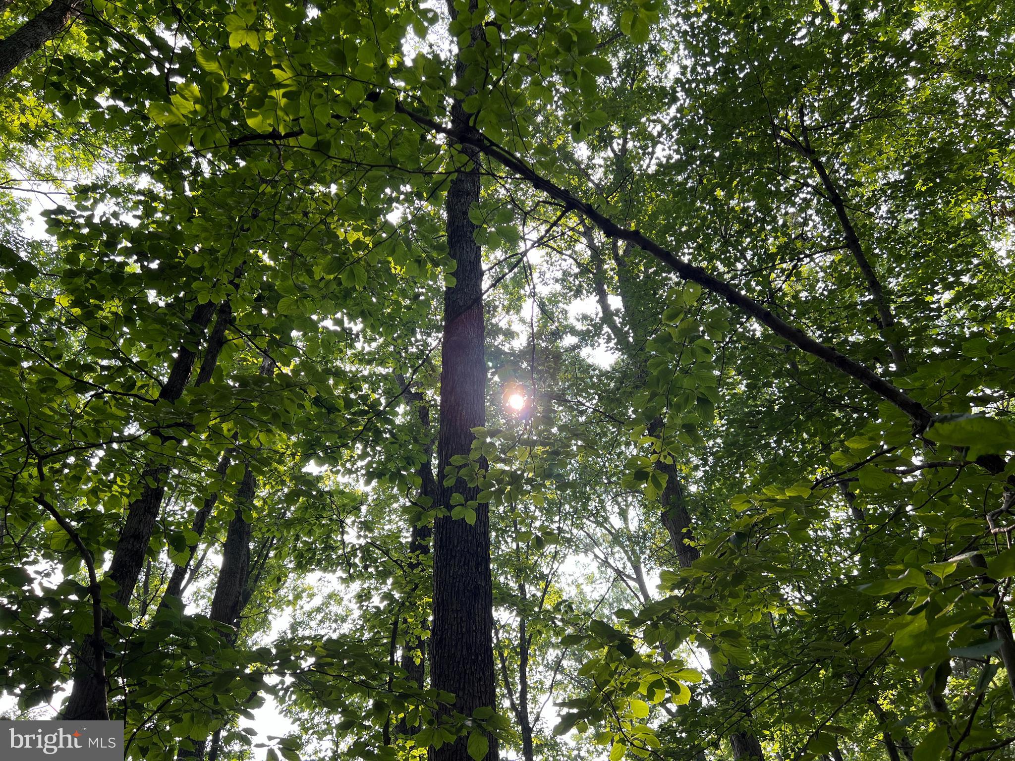 Tbd Mine Run Road Rhoadesville, VA 22542 - Photo 19 of 32 a view of tree