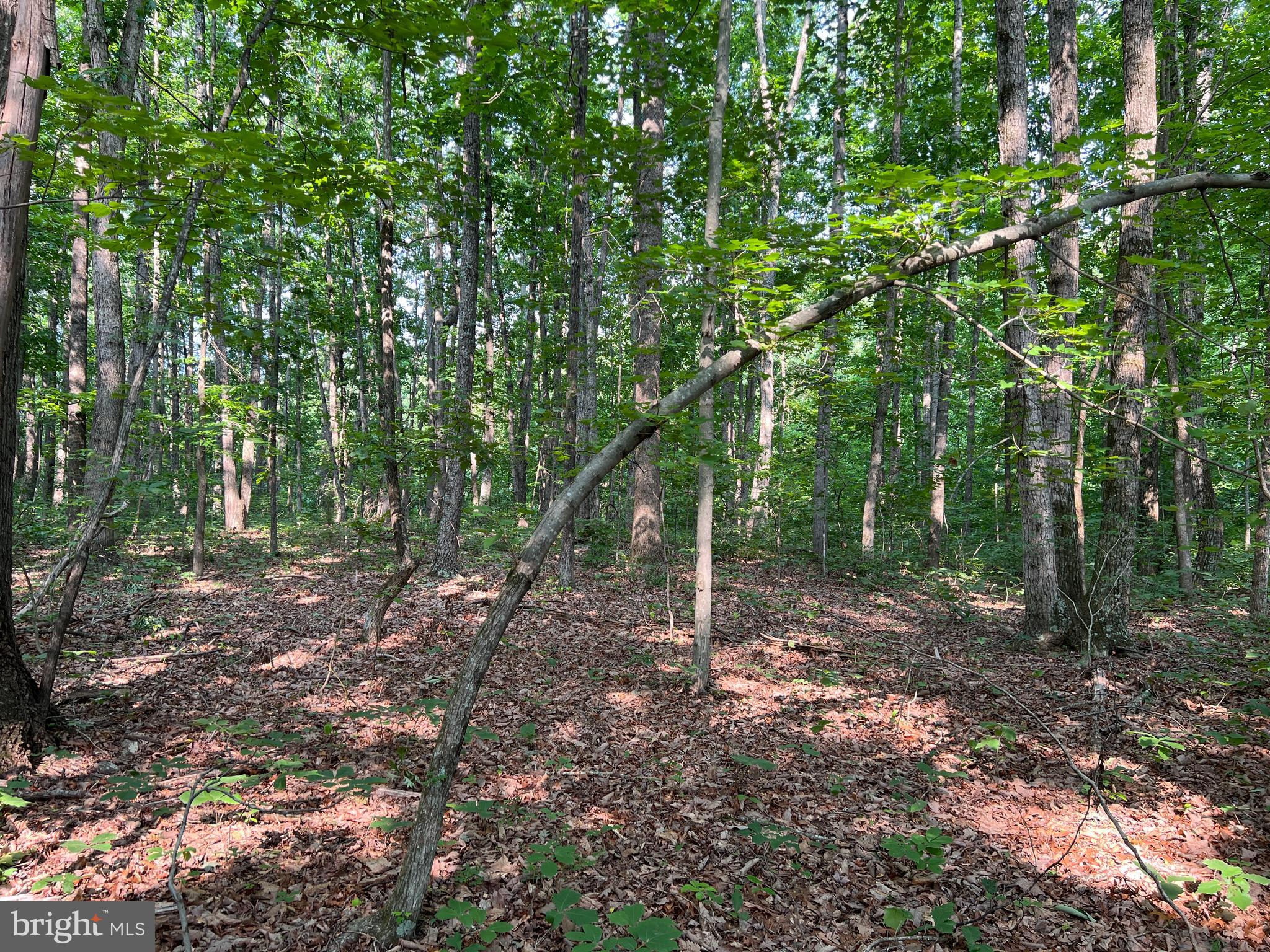 Tbd Mine Run Road Rhoadesville, VA 22542 - Photo 20 of 32 a view of a forest with trees in the background