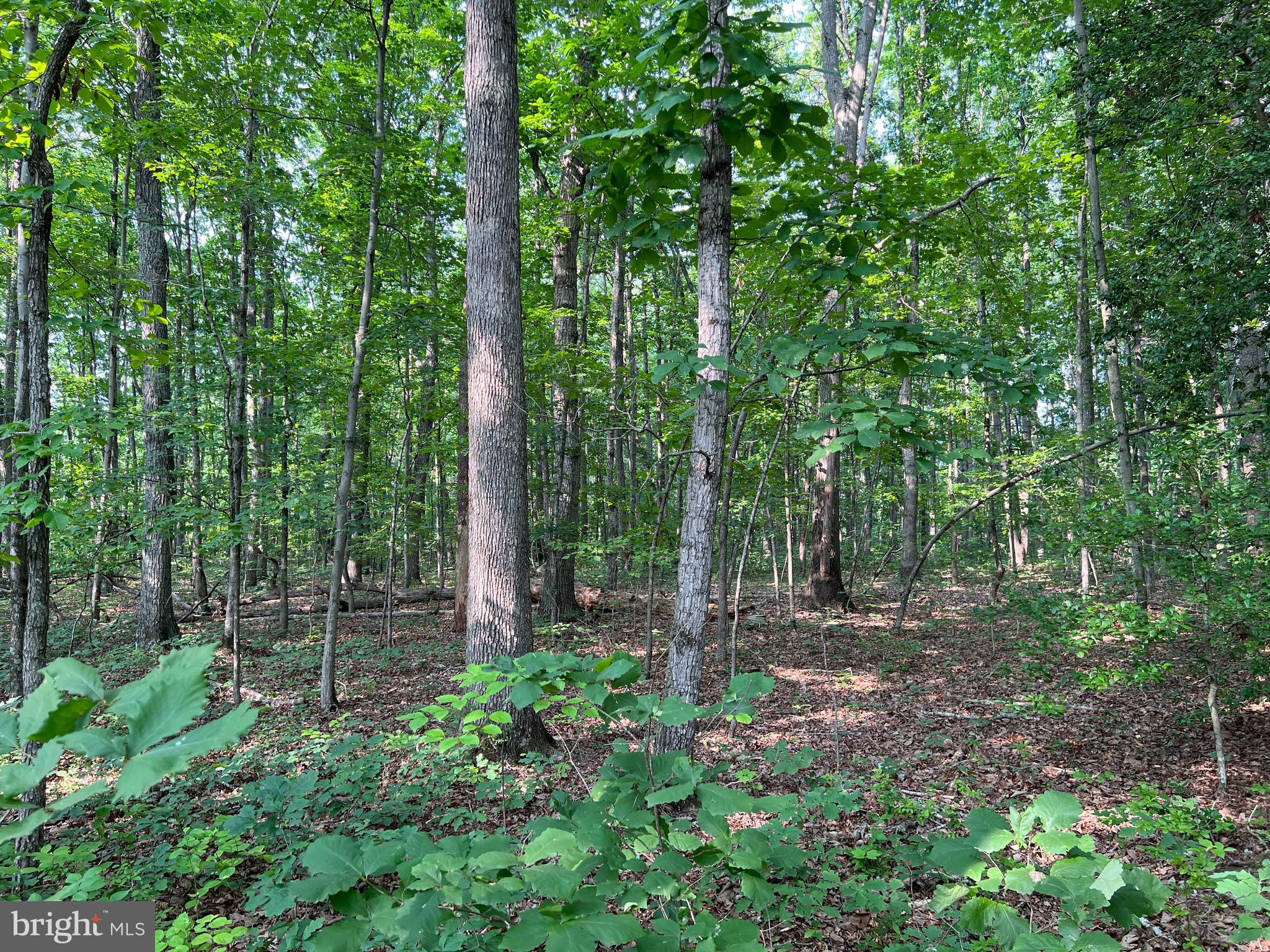 Tbd Mine Run Road Rhoadesville, VA 22542 - Photo 22 of 32 a view of outdoor space and garden