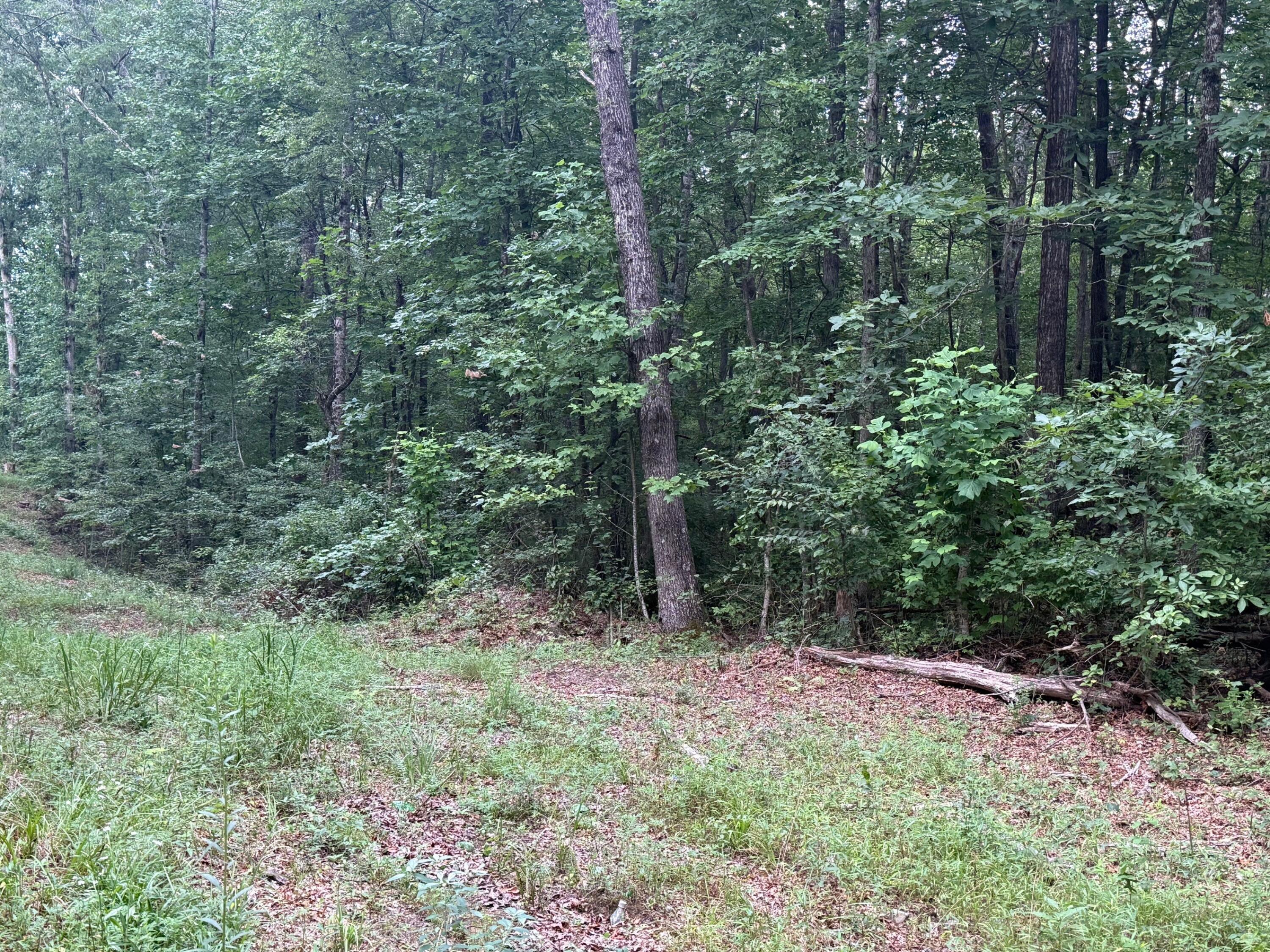 Lot 1 Tipple Road, Unit LOT 1 Tracy City, TN 37387 - Photo 12 of 21 8