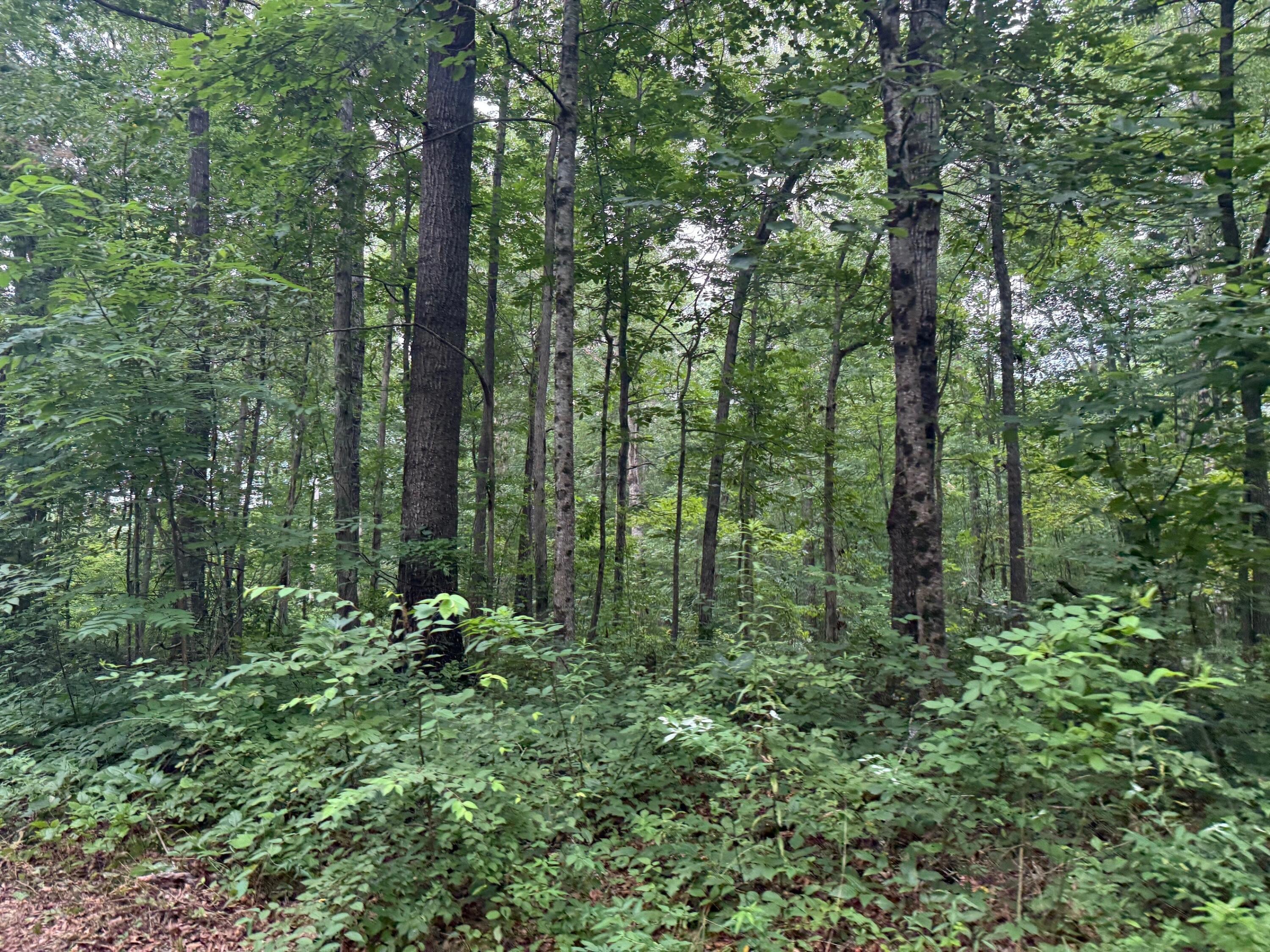 Lot 1 Tipple Road, Unit LOT 1 Tracy City, TN 37387 - Photo 3 of 21 3