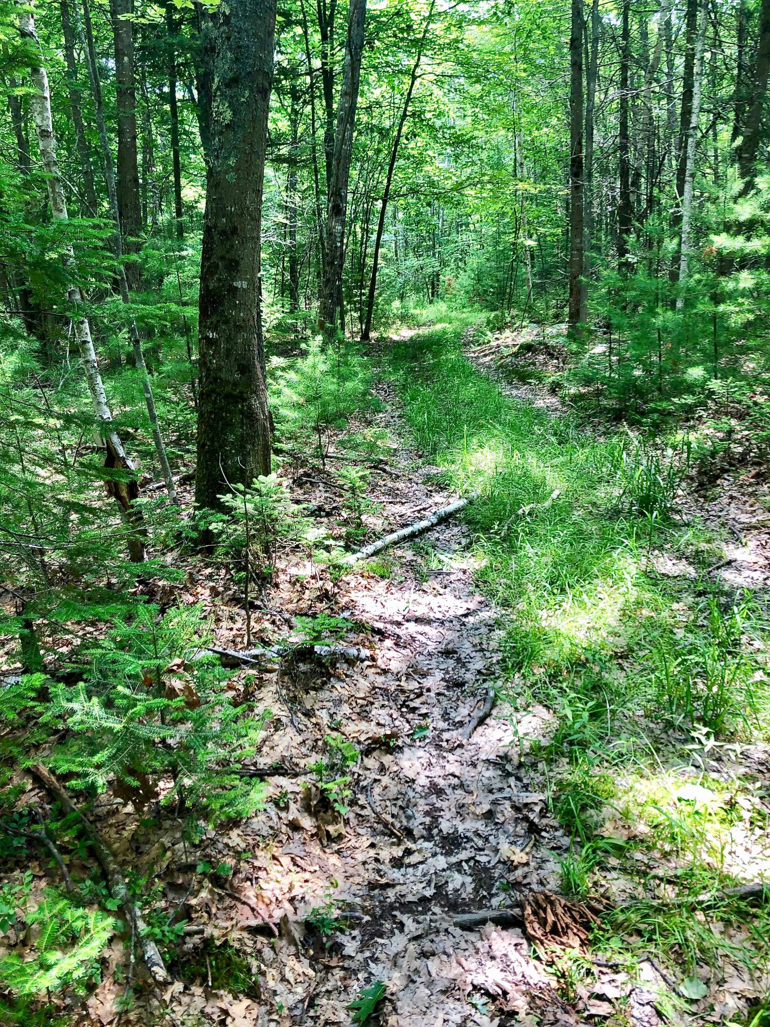 Lot Carriage Carriage Road Freeport, ME 04032 - Photo 1 of 6 IMG_2495 (1)