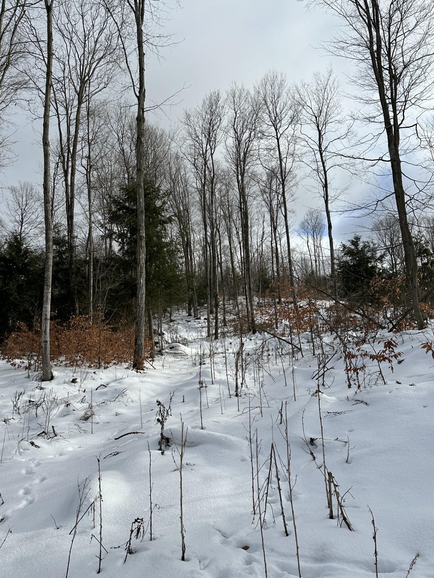 South Lime Lake Road, Unit PARCEL A Cedar, MI 49621 - Photo 3 of 5