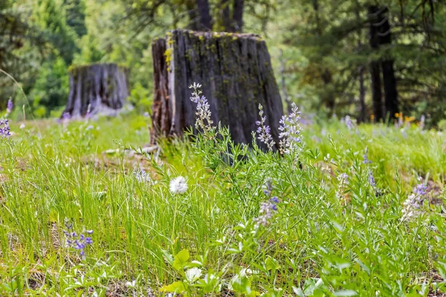 $956,888 | 1717 Pine Lakes Ranch Drive, Cascade, ID 83611