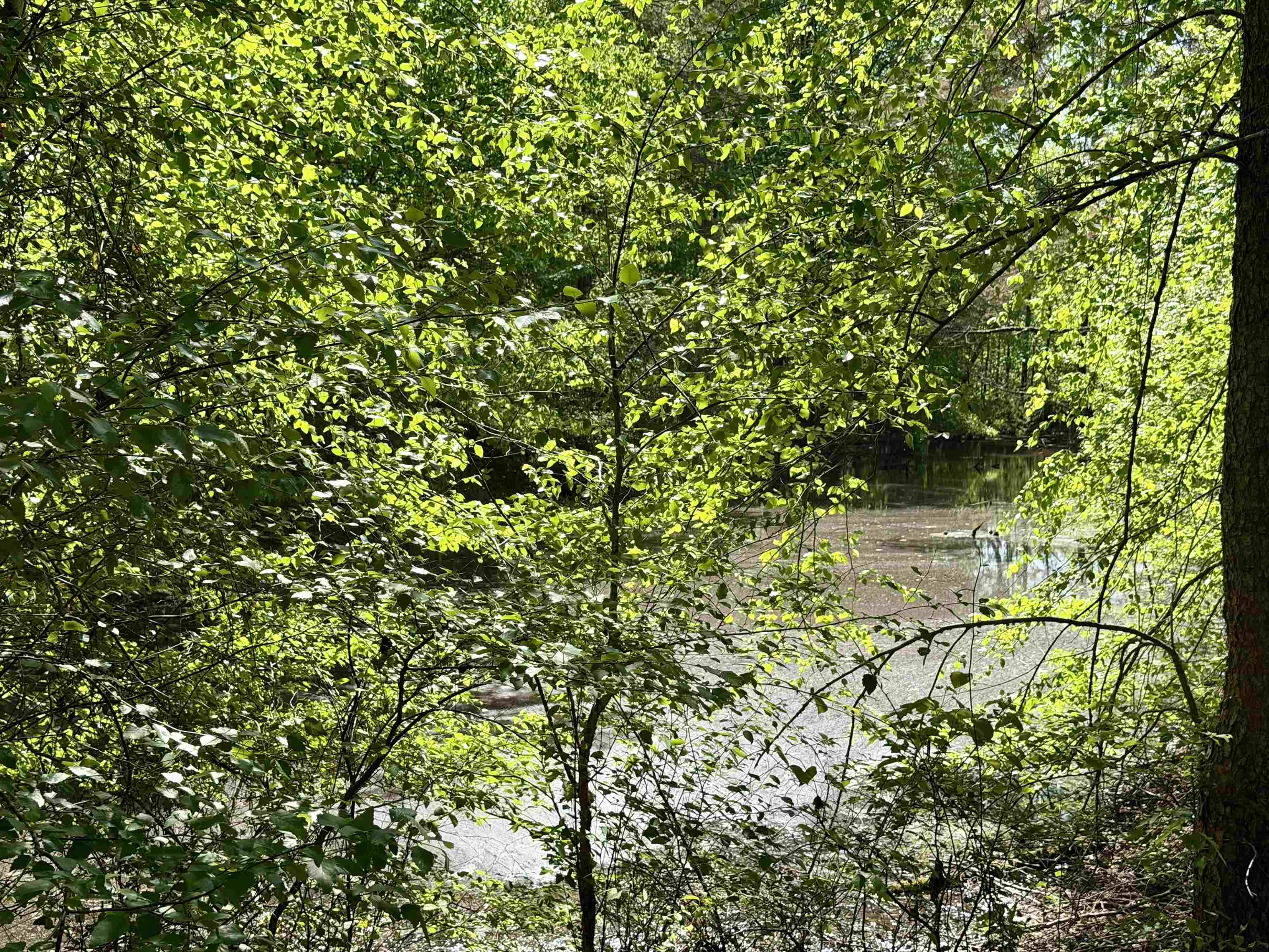 3010 Powell Chapel Road Middleton, TN 38052 - Photo 21 of 28 a backyard of a house with lots of green space