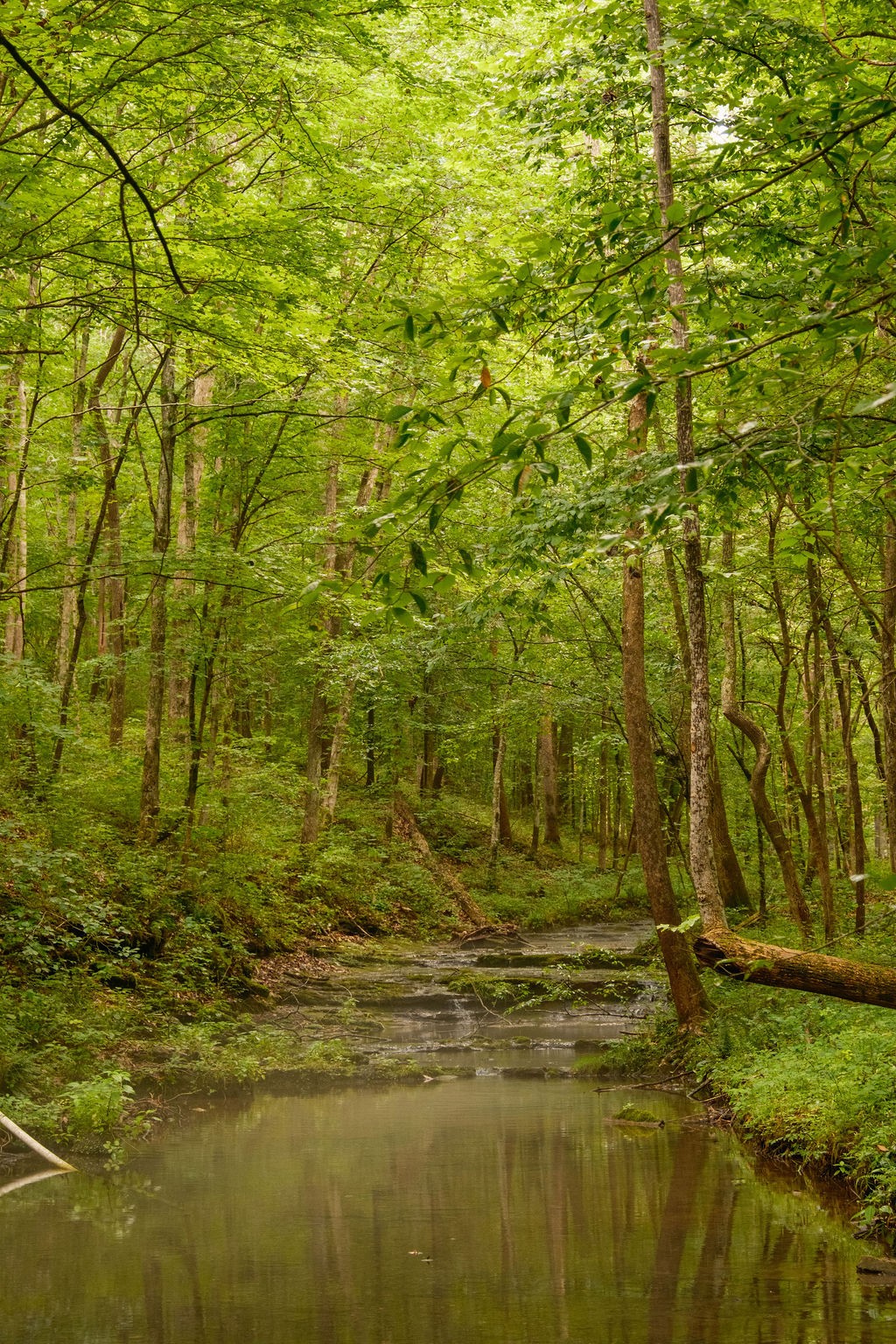 1130 Maple Valley Road Cumberland Furnace, TN 37051 - Photo 45 of 87 Gallery Image 45