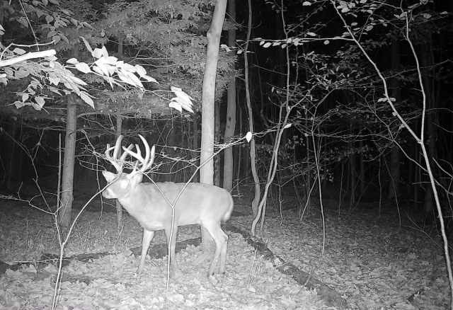 0 Pratt Road Webster, NY 14580 - Photo 4 of 15 Frequent buck activity