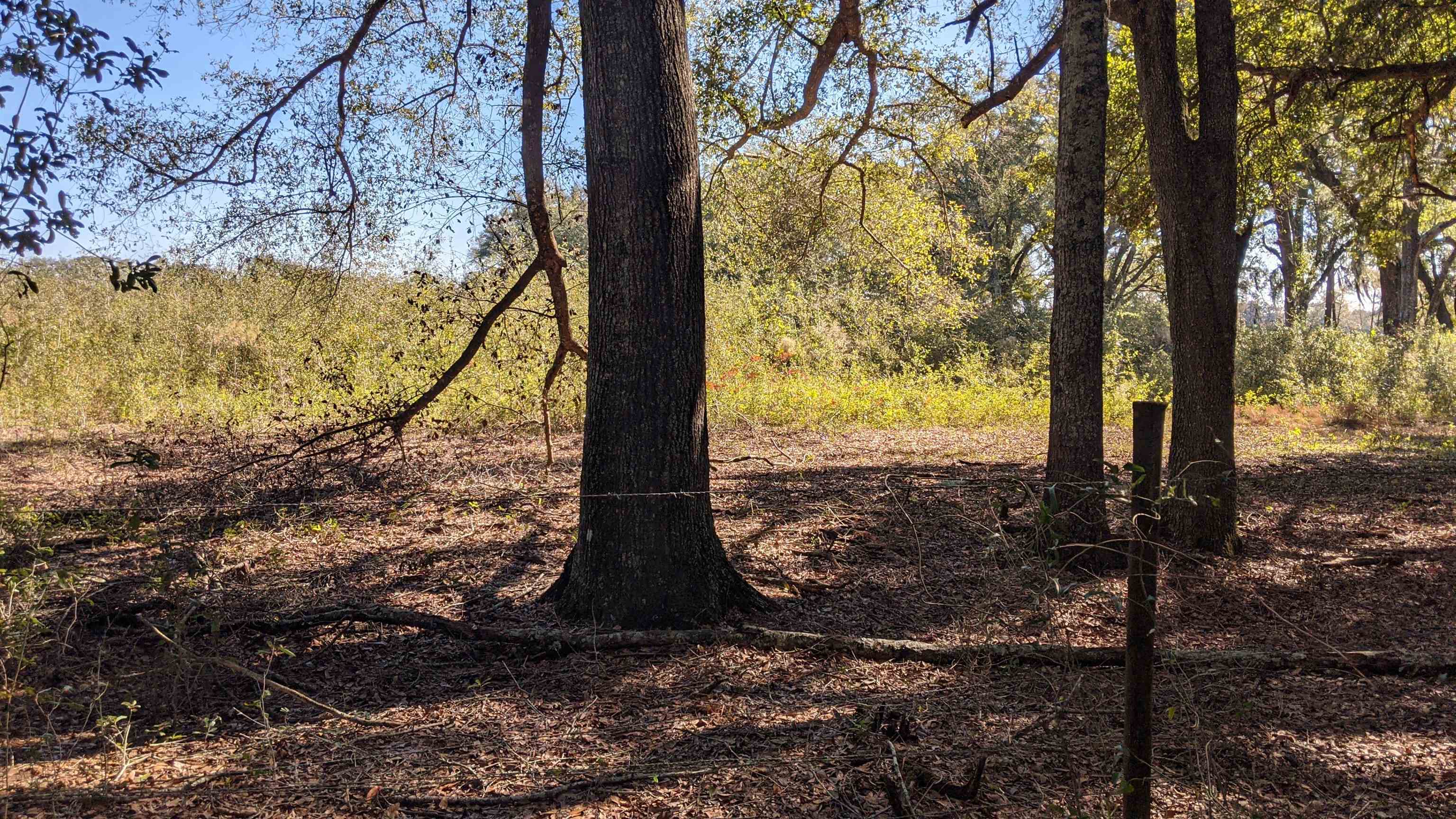 Northeast Ginger Trail Lee, FL 32059 - Photo 11 of 13