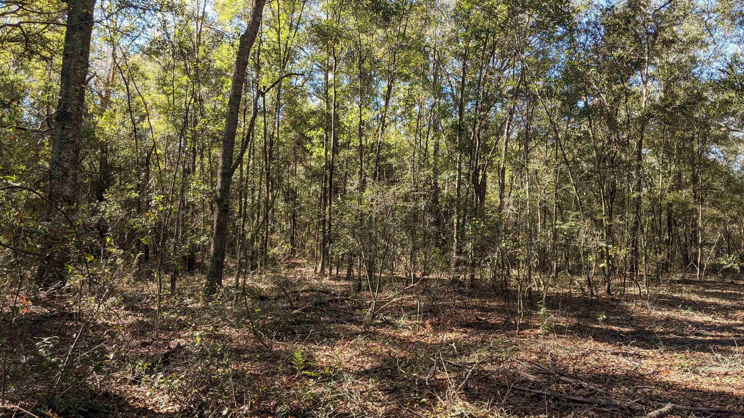 Northeast Ginger Trail Lee, FL 32059 - Photo 13 of 13