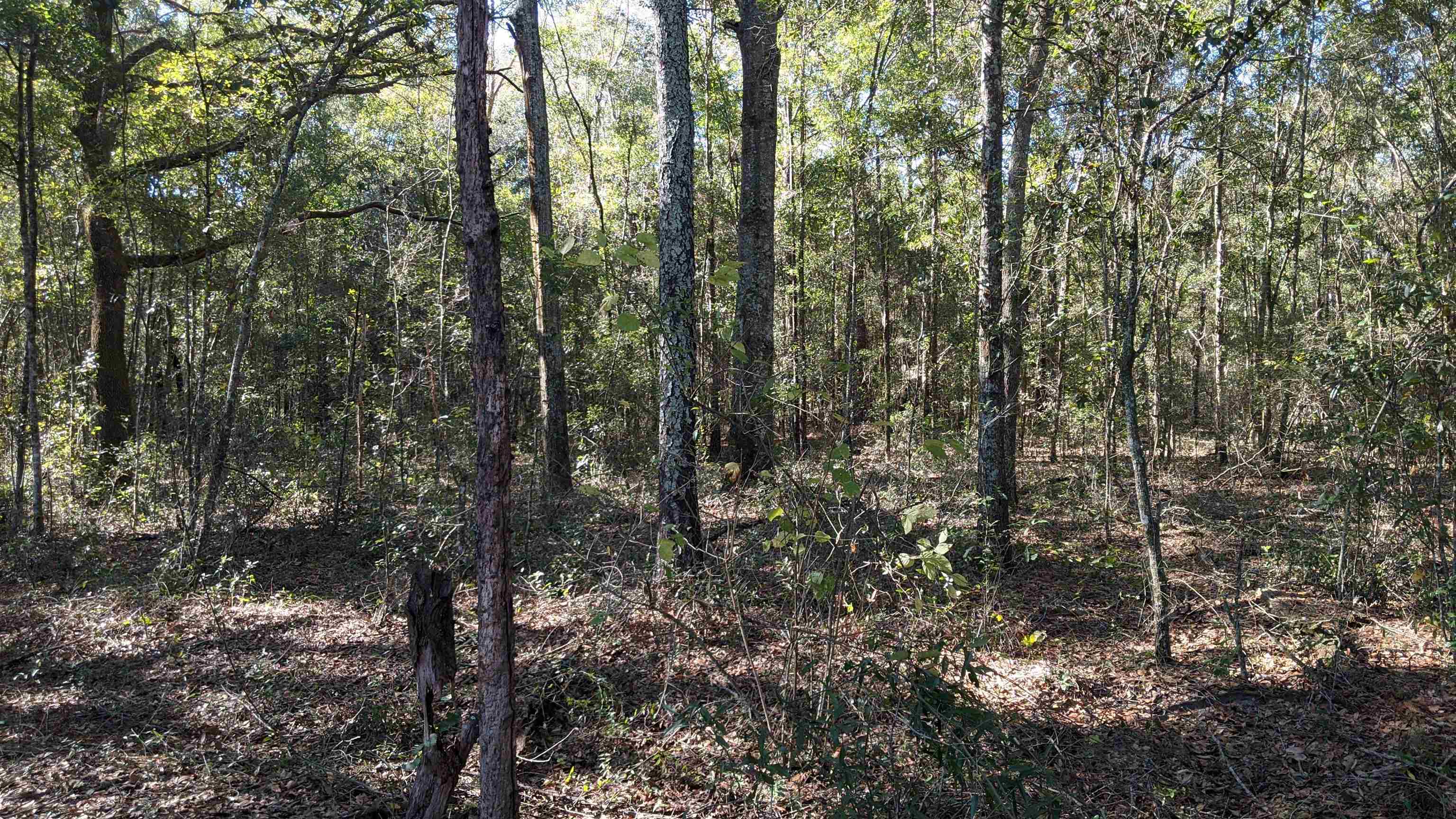 Northeast Ginger Trail Lee, FL 32059 - Photo 10 of 13