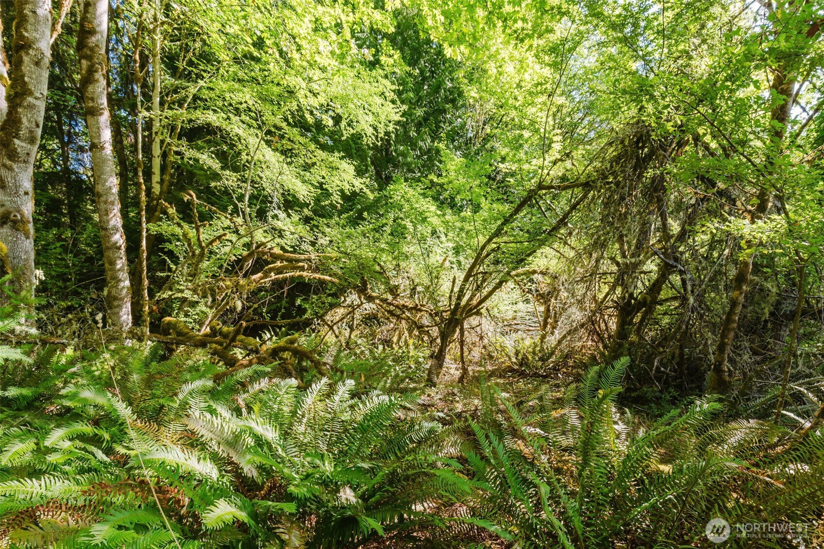 7817 East Hilldale Road Port Orchard, WA 98366 - Photo 12 of 24 a view of a tree