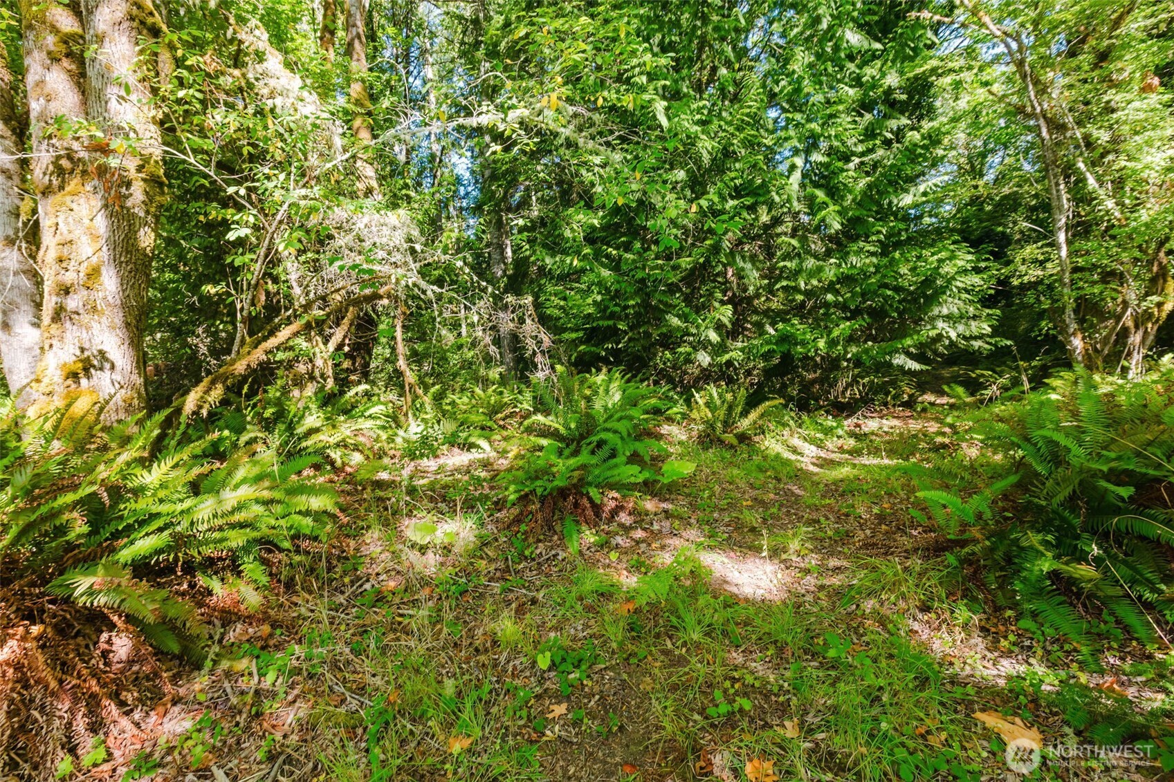 7817 East Hilldale Road Port Orchard, WA 98366 - Photo 13 of 24 a view of a tree in a yard