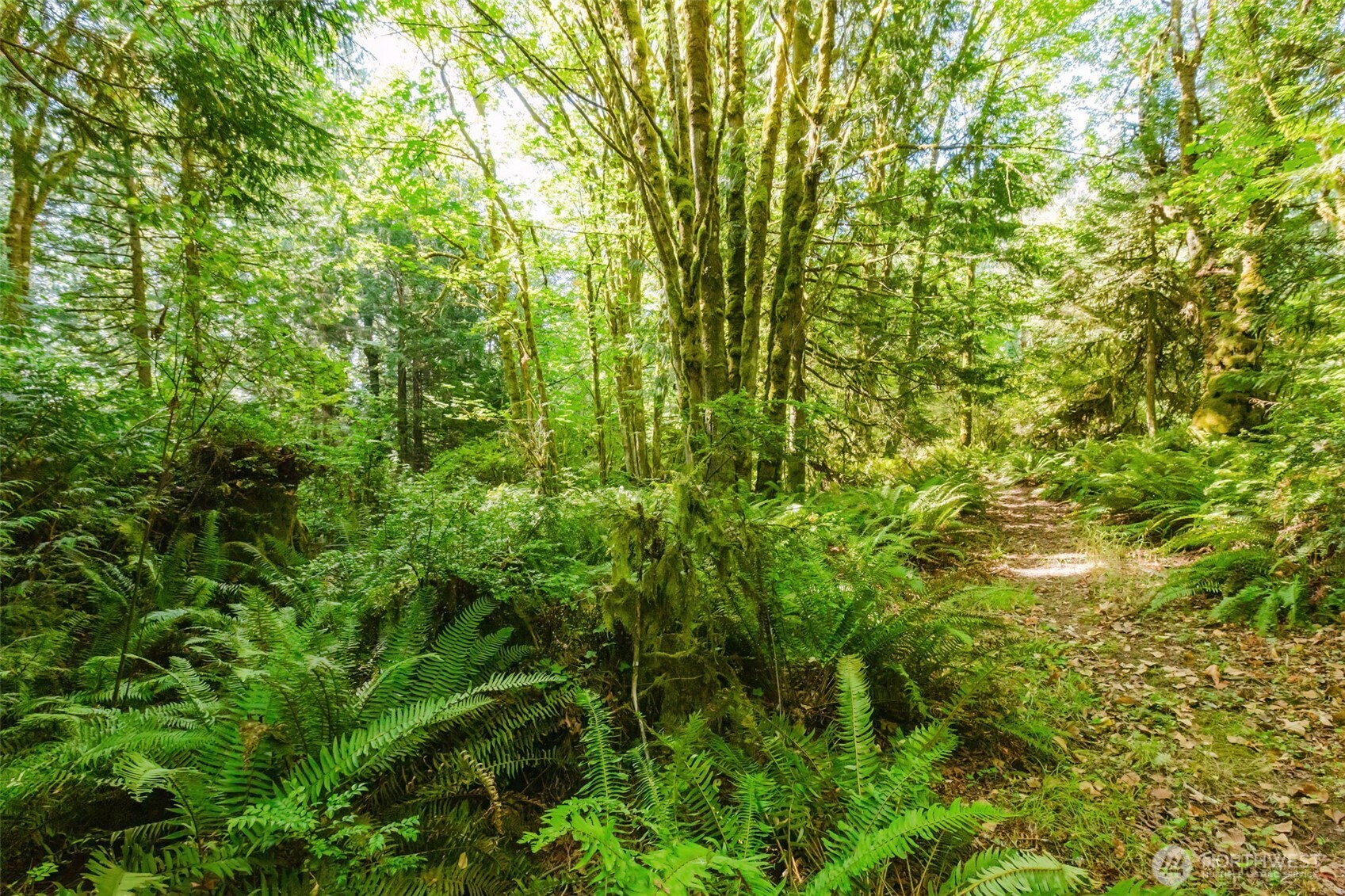 7817 East Hilldale Road Port Orchard, WA 98366 - Photo 17 of 24 a view of a lush green forest