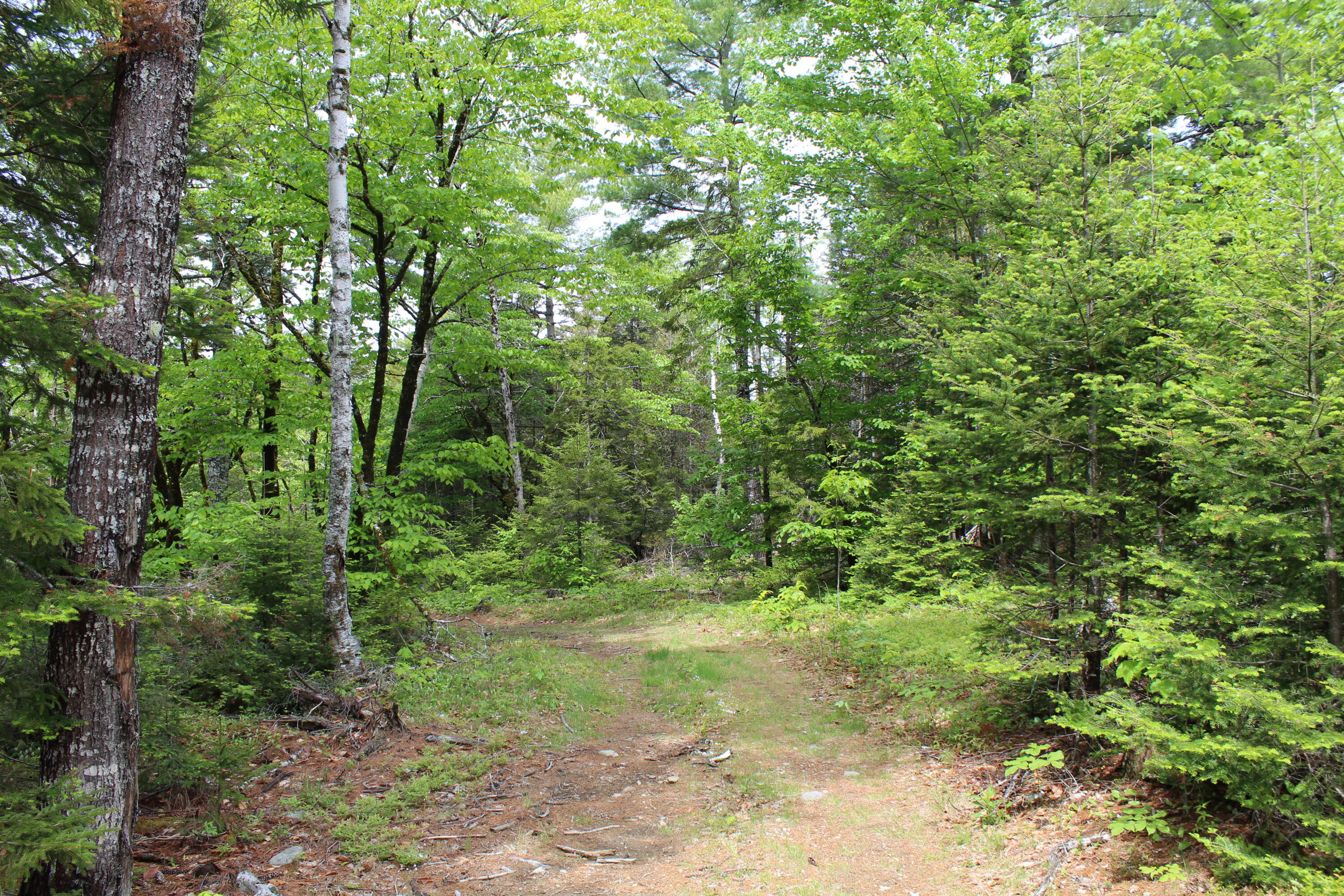 M2-l9 &10 Diffin Hill Road Robbinston, ME 04671 - Photo 40 of 66 IMG_5316