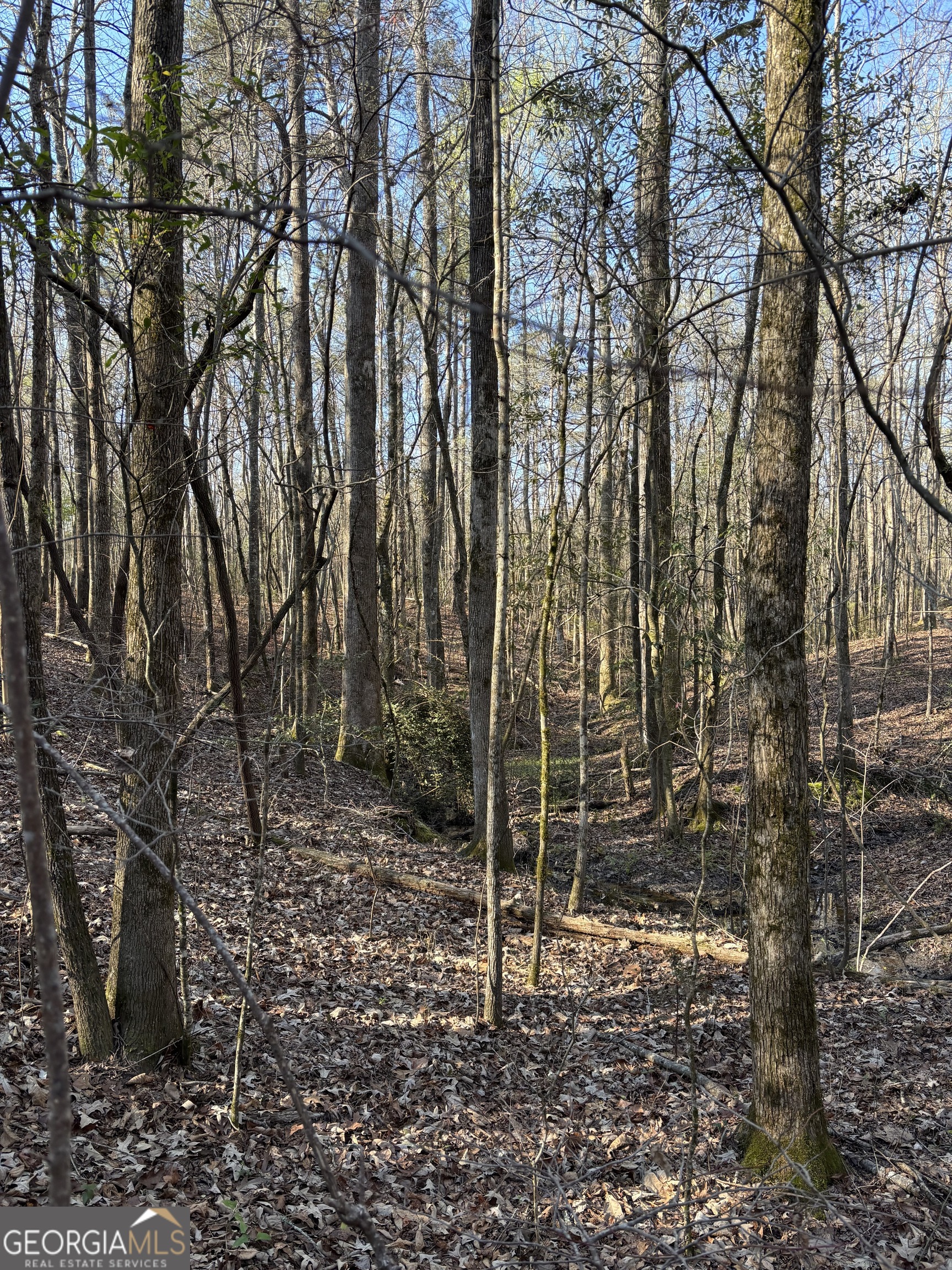 3005 Highway 18 West Point, GA 31833 - Photo 2 of 14 a view of a forest filled with trees