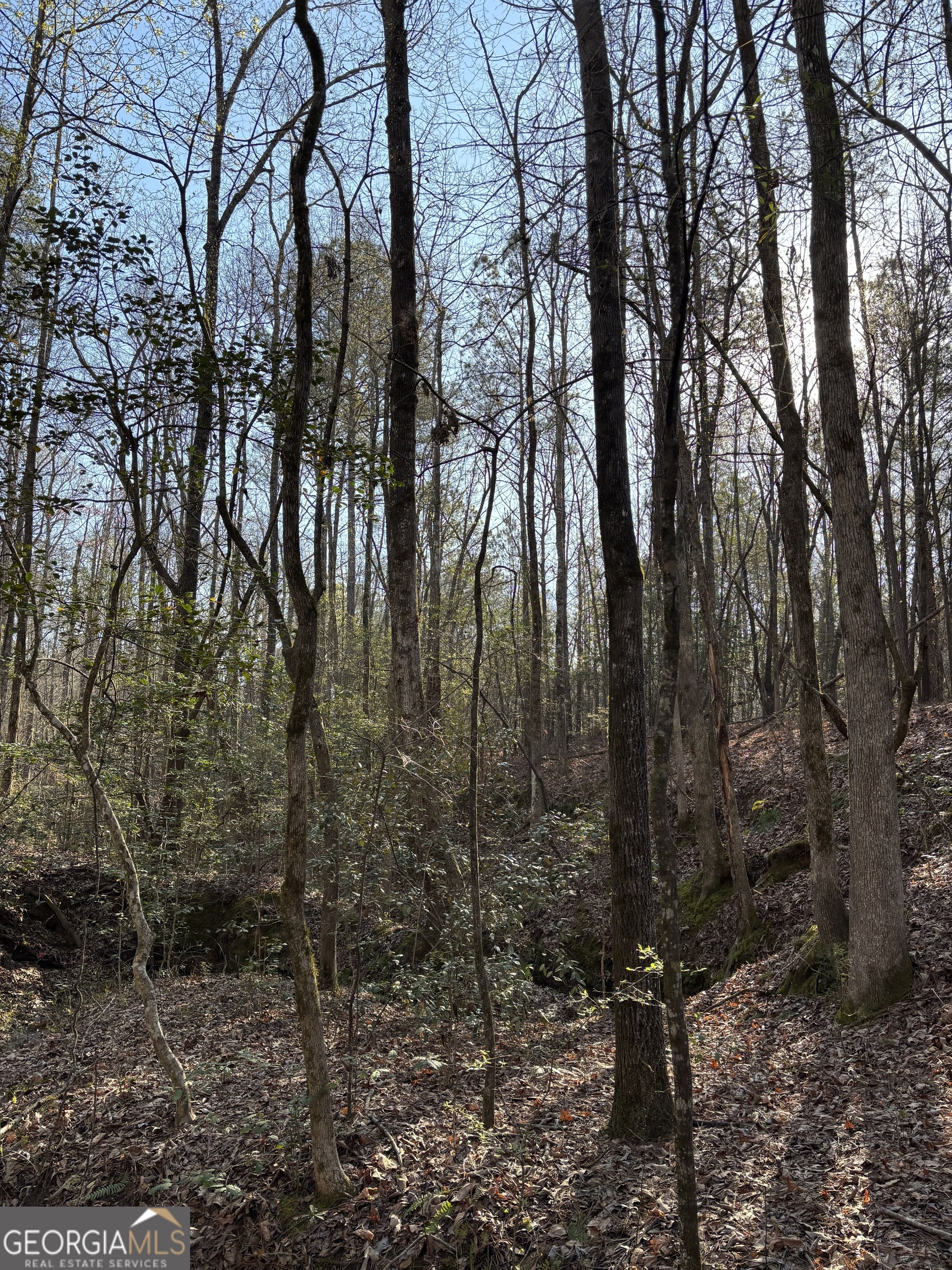 3005 Highway 18 West Point, GA 31833 - Photo 4 of 14 a view of a forest with trees in the background