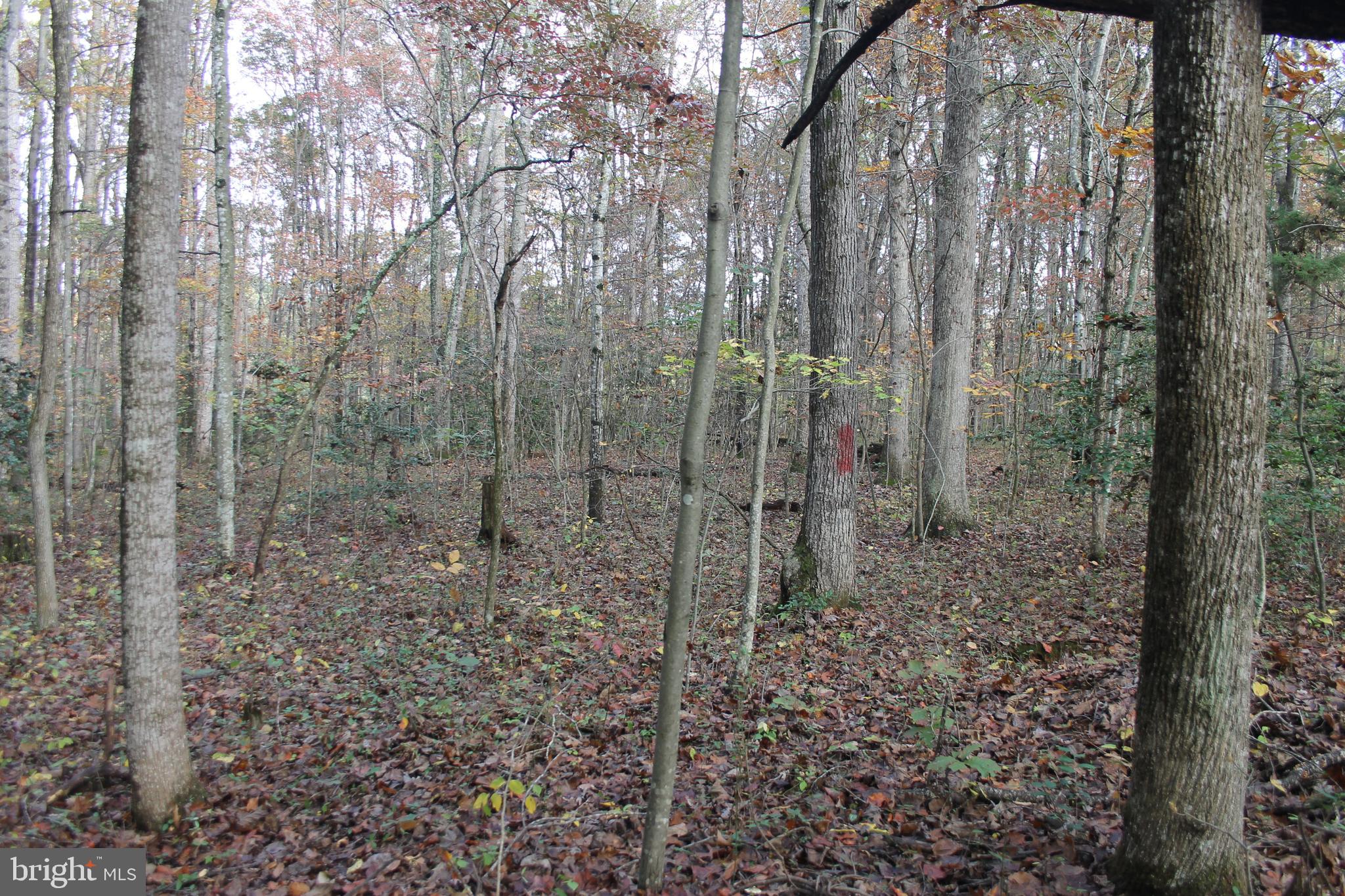 South Pines Road Warrenton, VA 20186 - Photo 3 of 12 Gently rolling land with hardwoods and holly trees