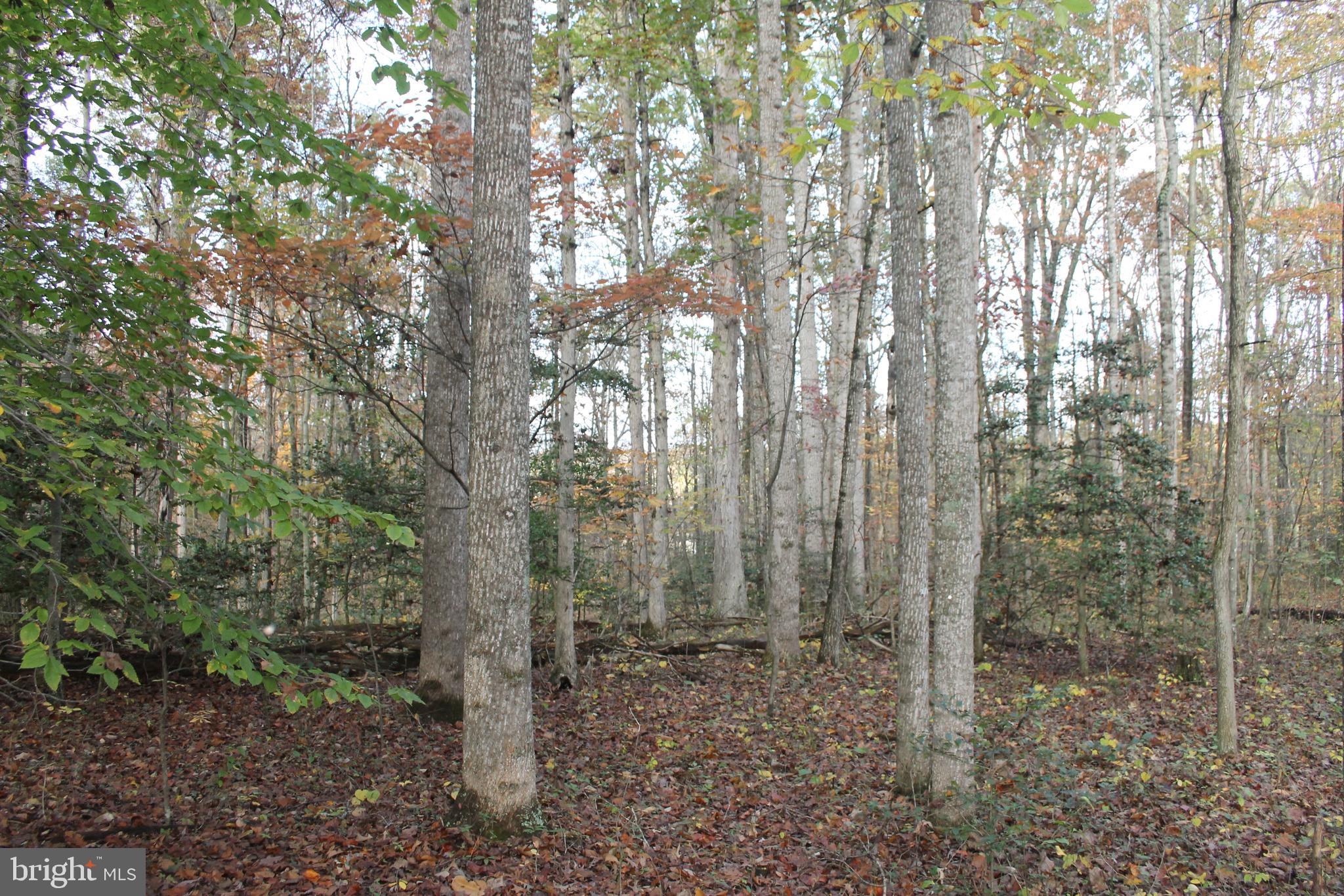 South Pines Road Warrenton, VA 20186 - Photo 4 of 12 Gently rolling land with hardwoods and holly trees
