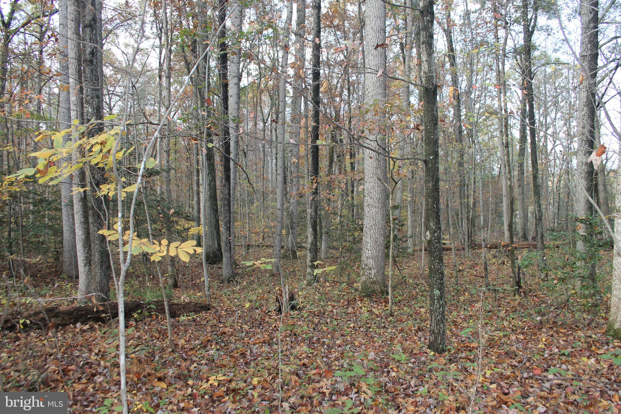 South Pines Road Warrenton, VA 20186 - Photo 5 of 12 Gently rolling land with hardwoods and holly trees