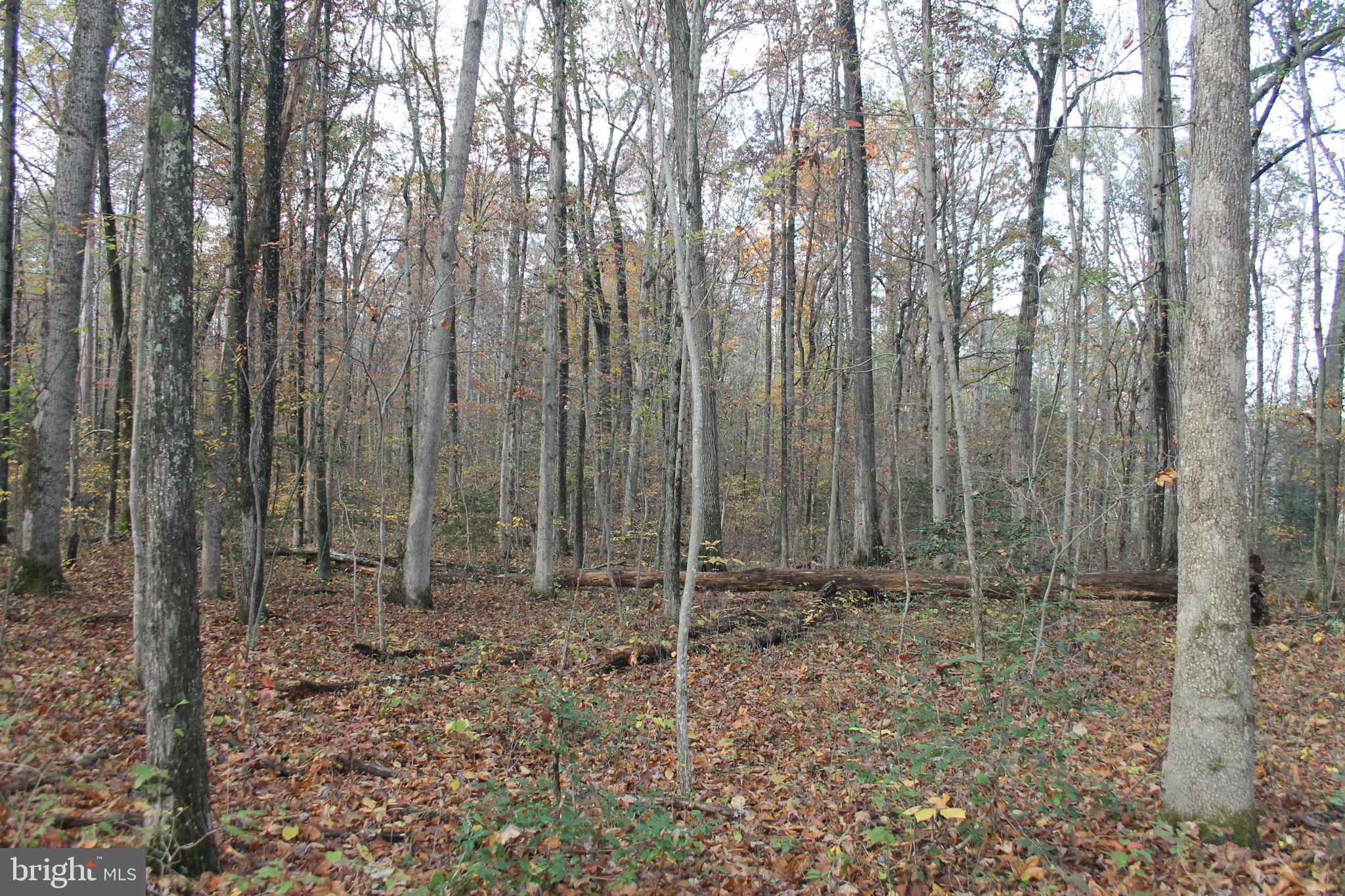 South Pines Road Warrenton, VA 20186 - Photo 8 of 12 Gently rolling land with hardwoods and holly trees