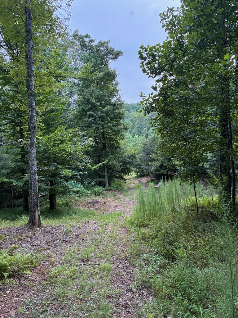 50 Pickelsimer Road Morganton, GA 30560 - Photo 12 of 14 a view of lake with green space
