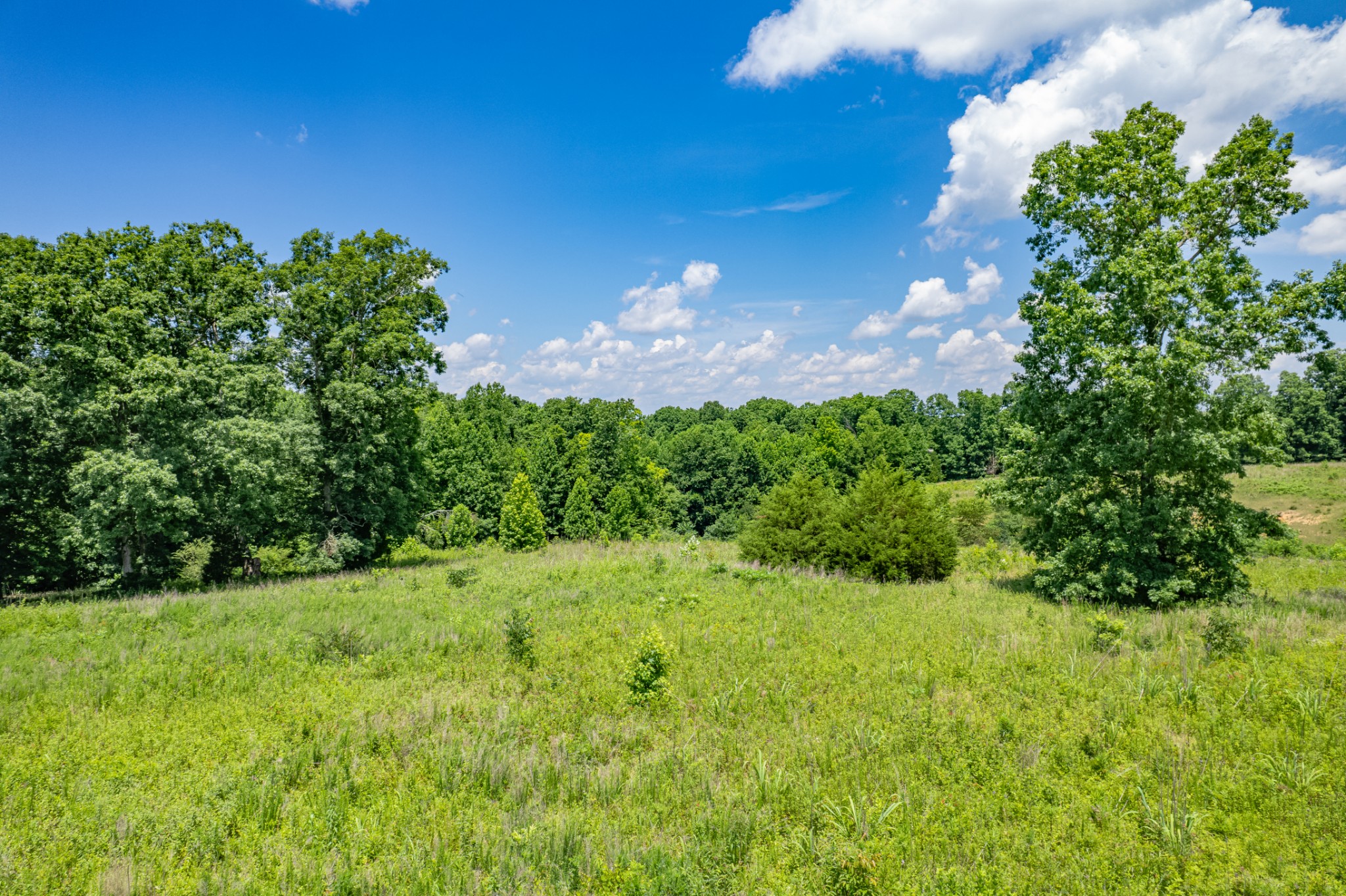 0 Mobley Ridge Road Duck River, TN 38454 - Photo 24 of 35 a view of a yard with a tree