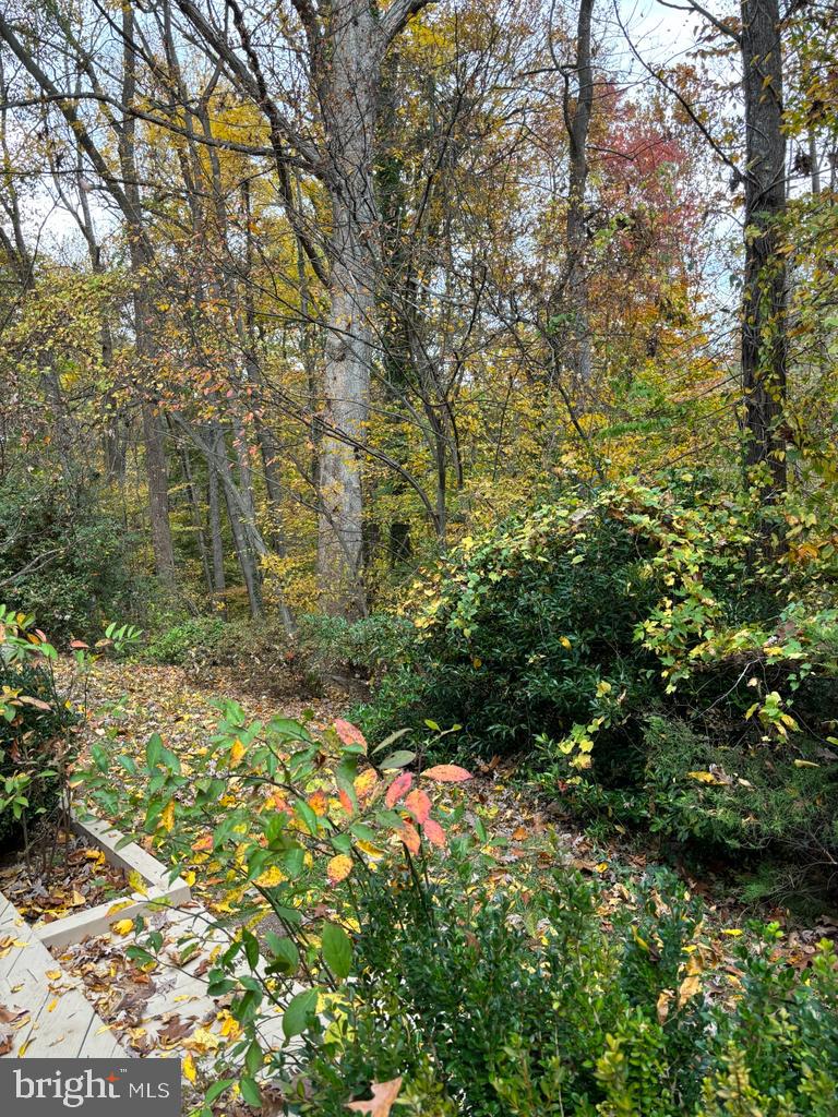 6803 Wild Rose Court Springfield, VA 22152 - Photo 33 of 49 a view of a yard with plants and tree