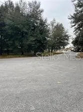 a view of some trees in the forest