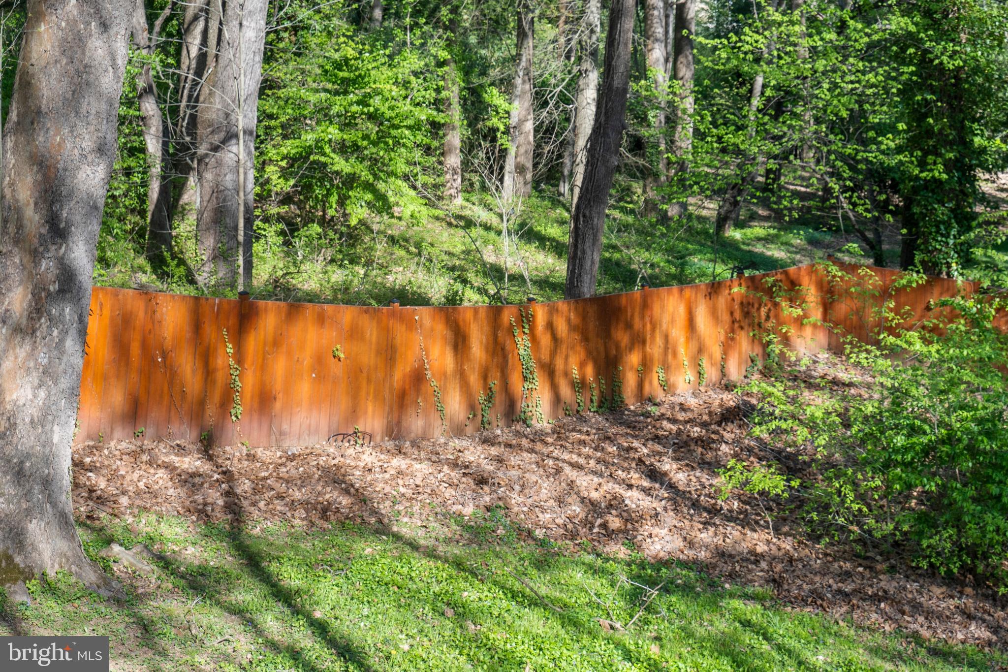 1603 Kirby Road McLean, VA 22101 - Photo 34 of 38 a view of yard with trees in the background