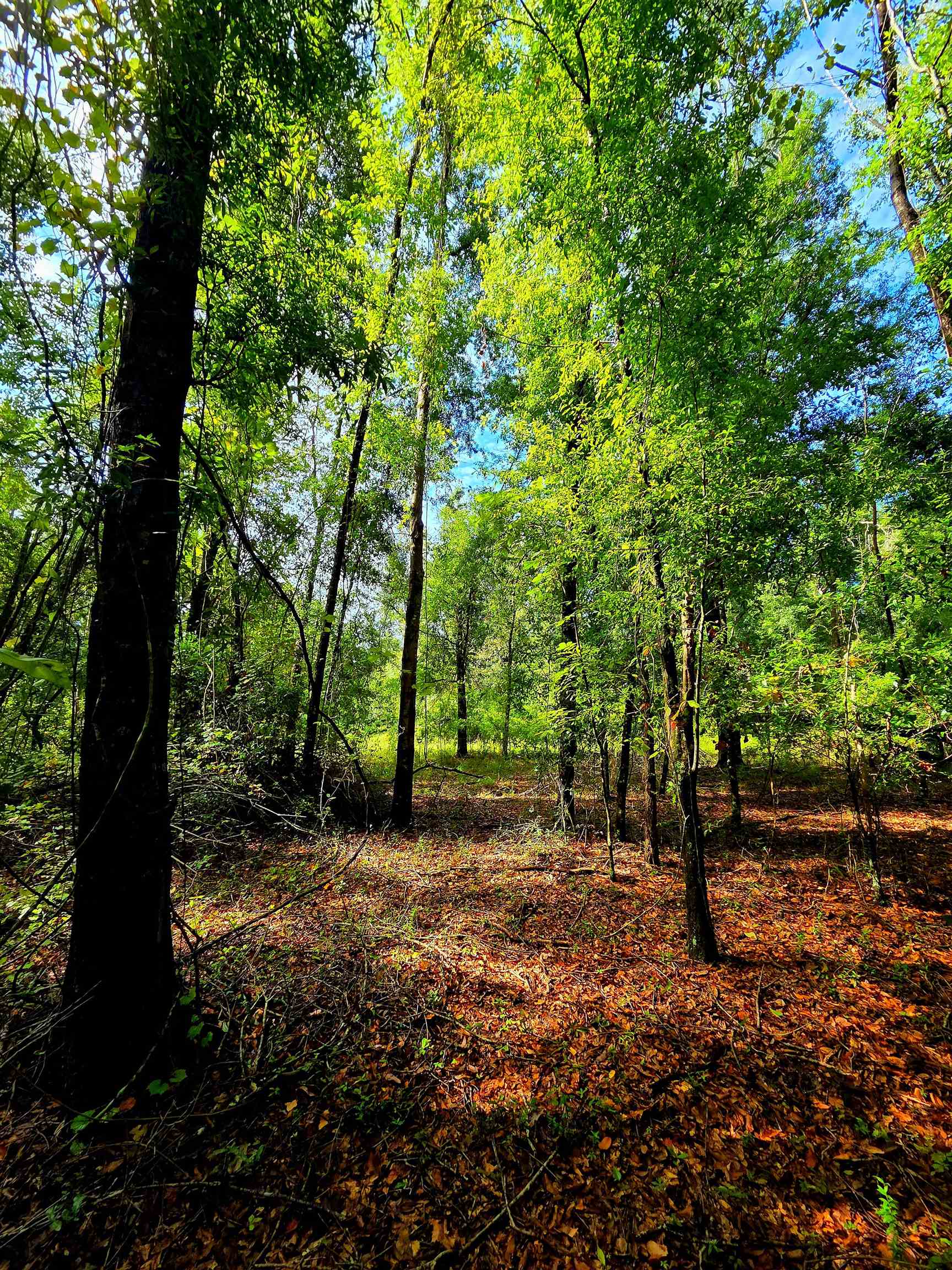 1-acre Northeast Hickory Grove Road Pinetta, FL 32350 - Photo 40 of 44 Gallery Image 40