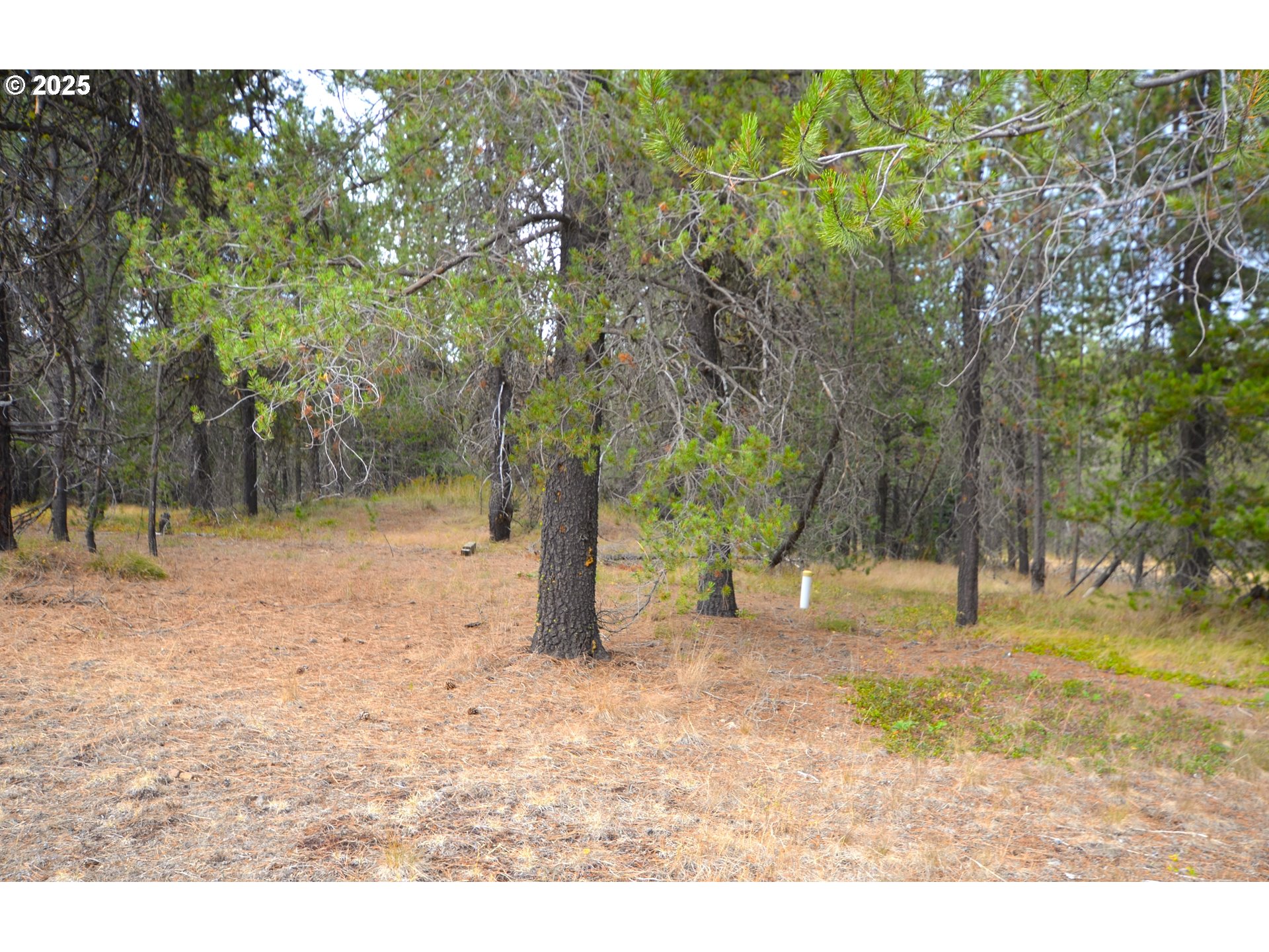 64955 Old Oregon Trail Meacham, OR 97859 - Photo 17 of 47 a view of outdoor space with trees