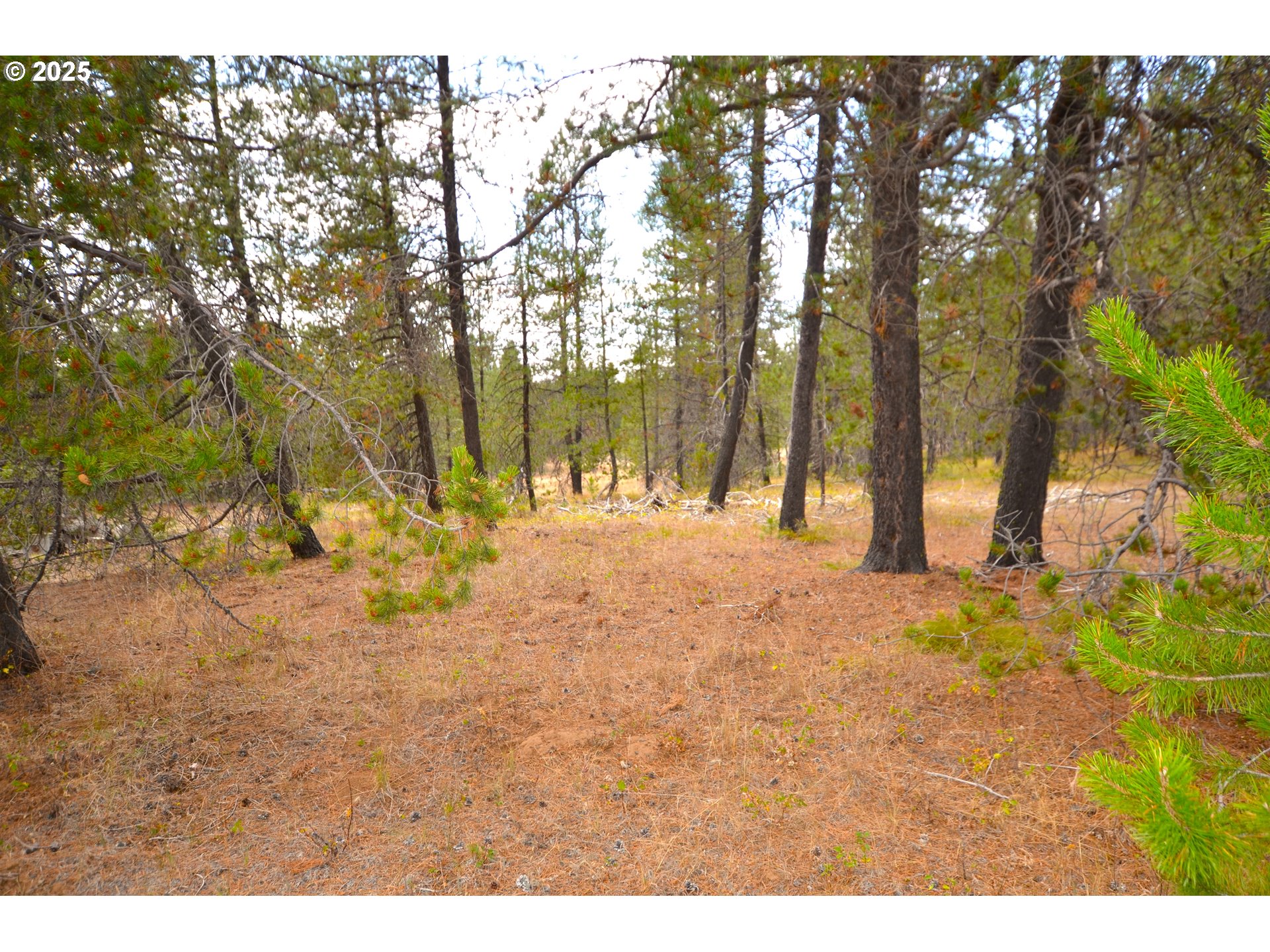 64955 Old Oregon Trail Meacham, OR 97859 - Photo 22 of 47 a view of large trees with yard