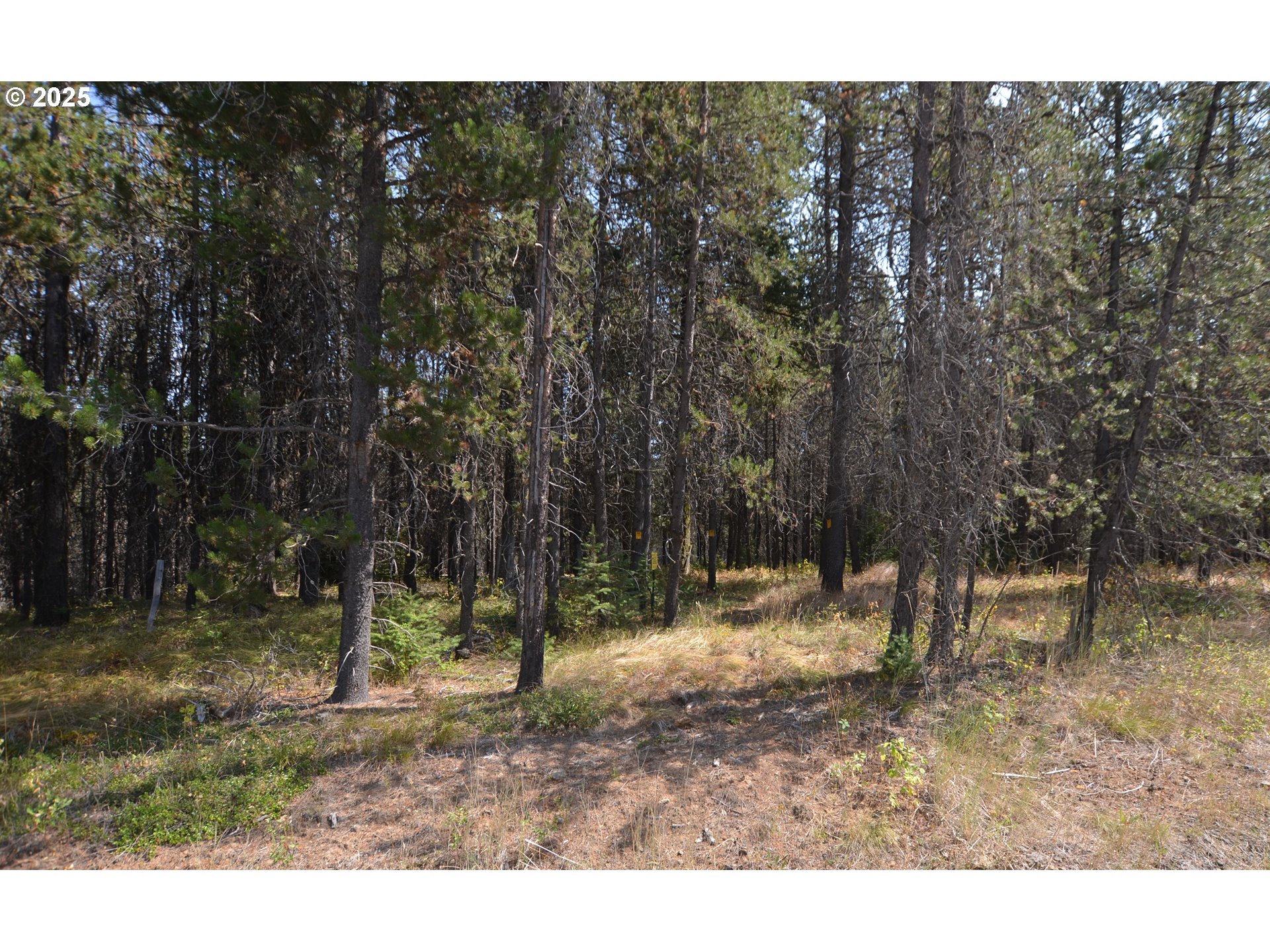 64955 Old Oregon Trail Meacham, OR 97859 - Photo 46 of 47 a view of outdoor space with trees