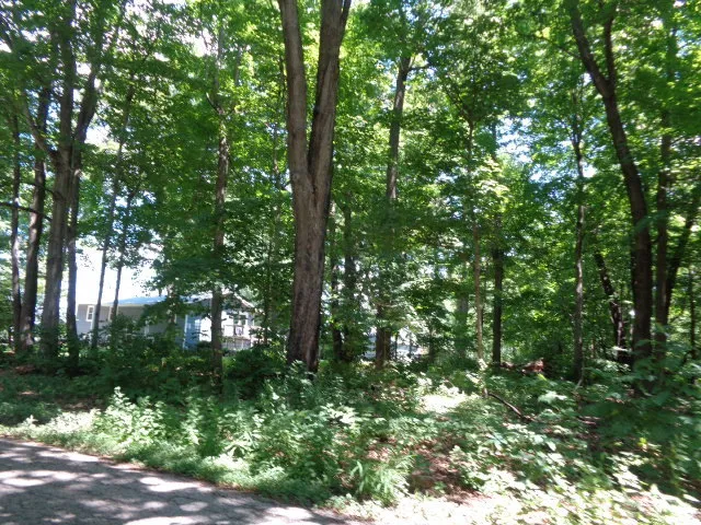 a view of a tree in a yard