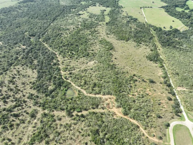 a view of a forest with a tree