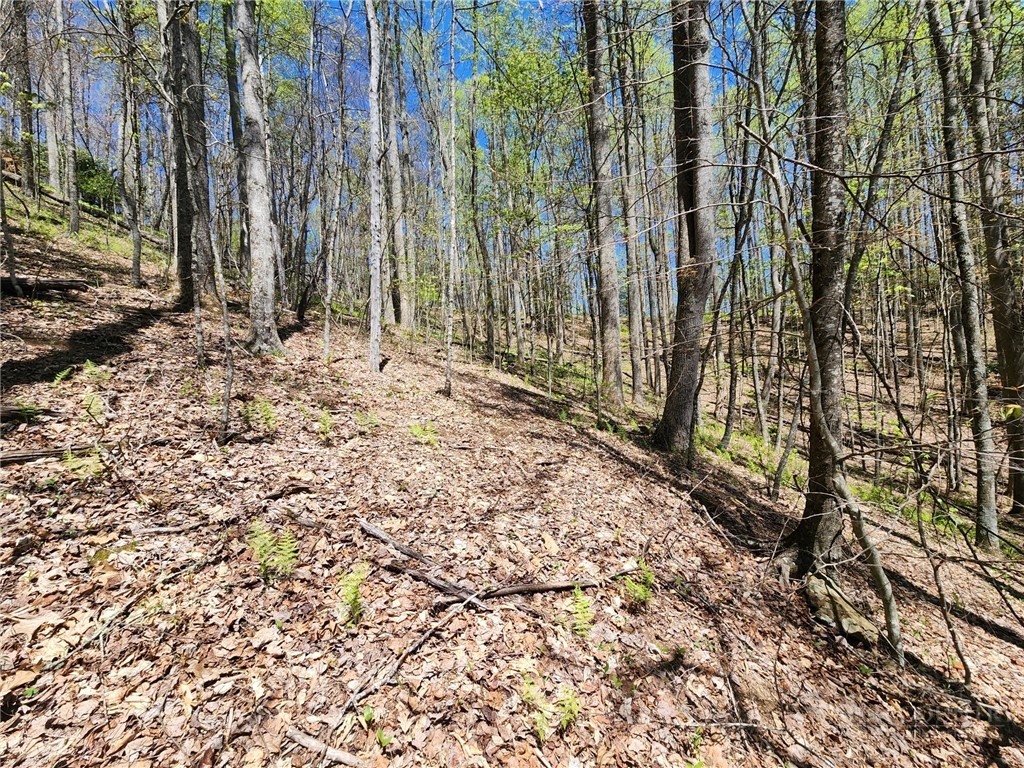 Lot 13 Shady Bark Lane Boone, NC 28607 - Photo 11 of 16 a view of backyard with green space